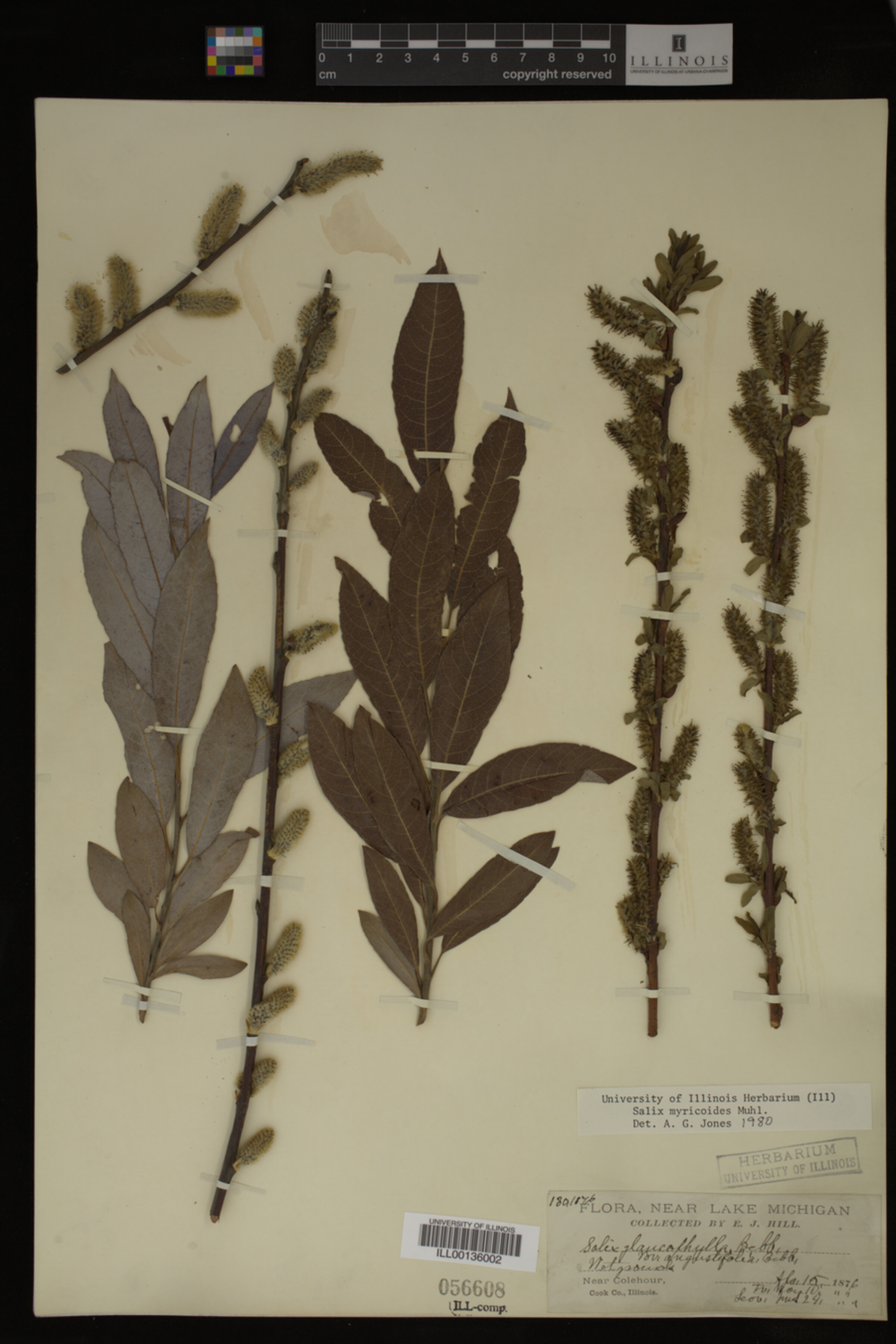 Salix myricoides image