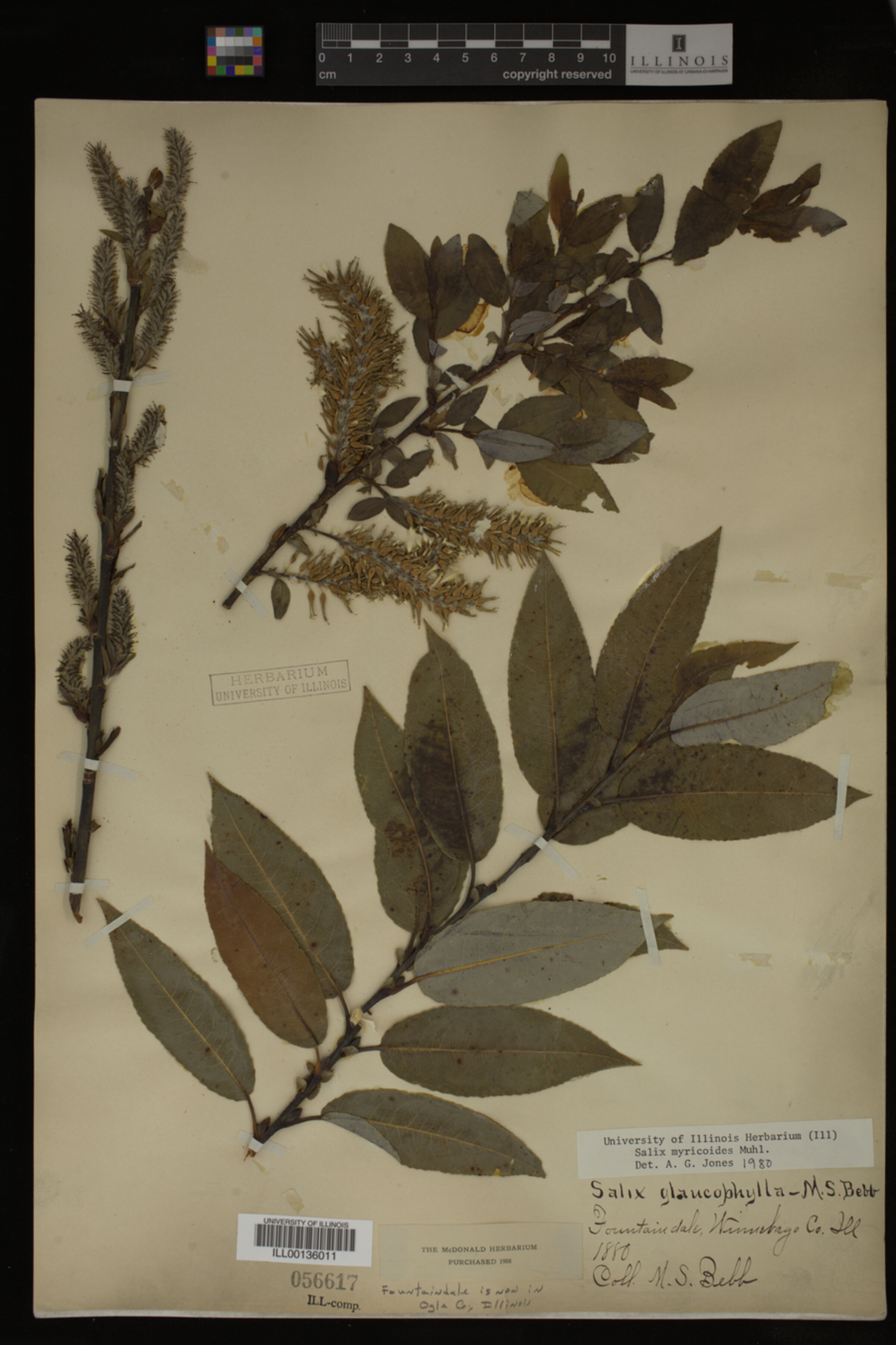 Salix myricoides image