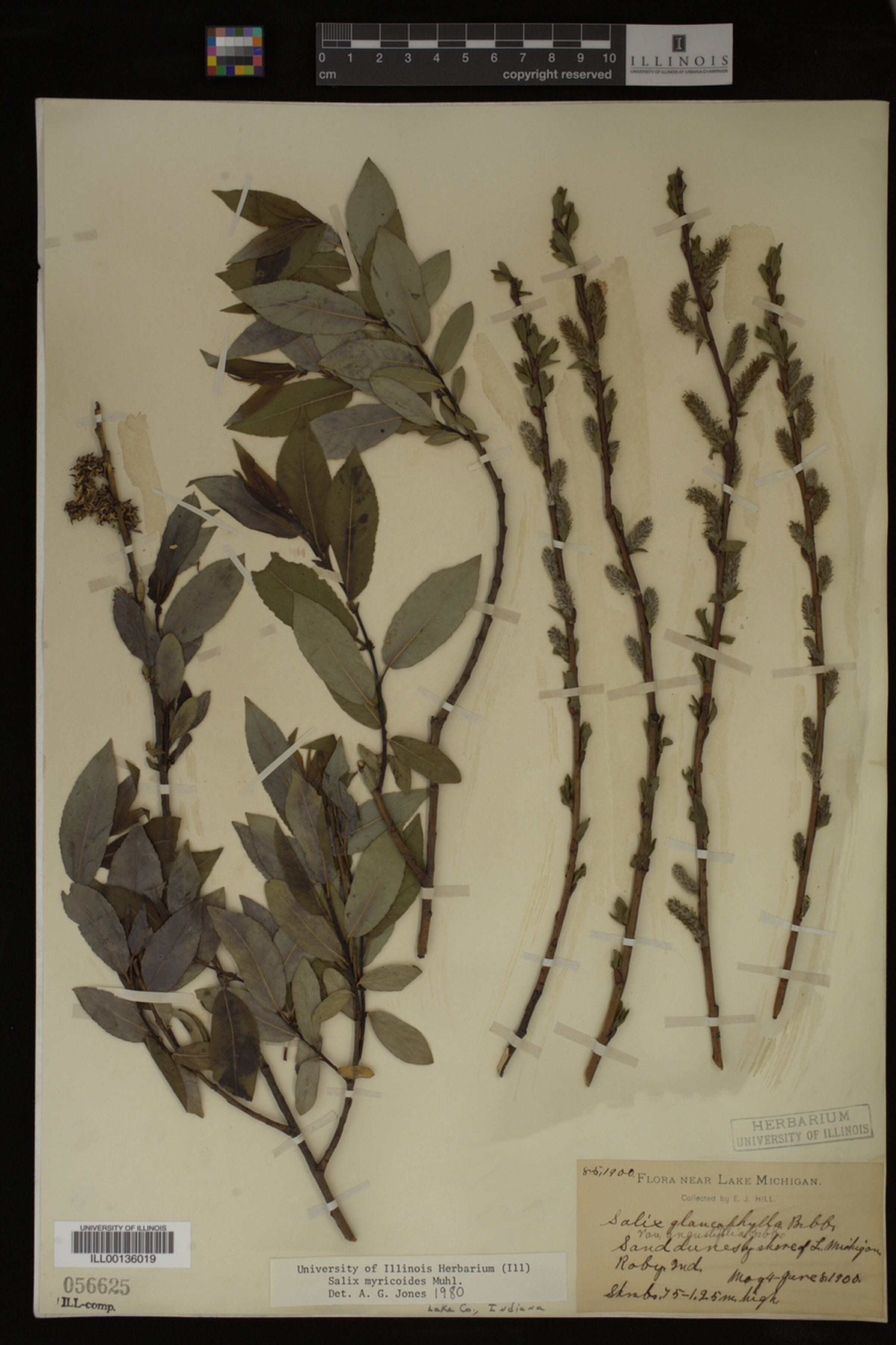 Salix myricoides image