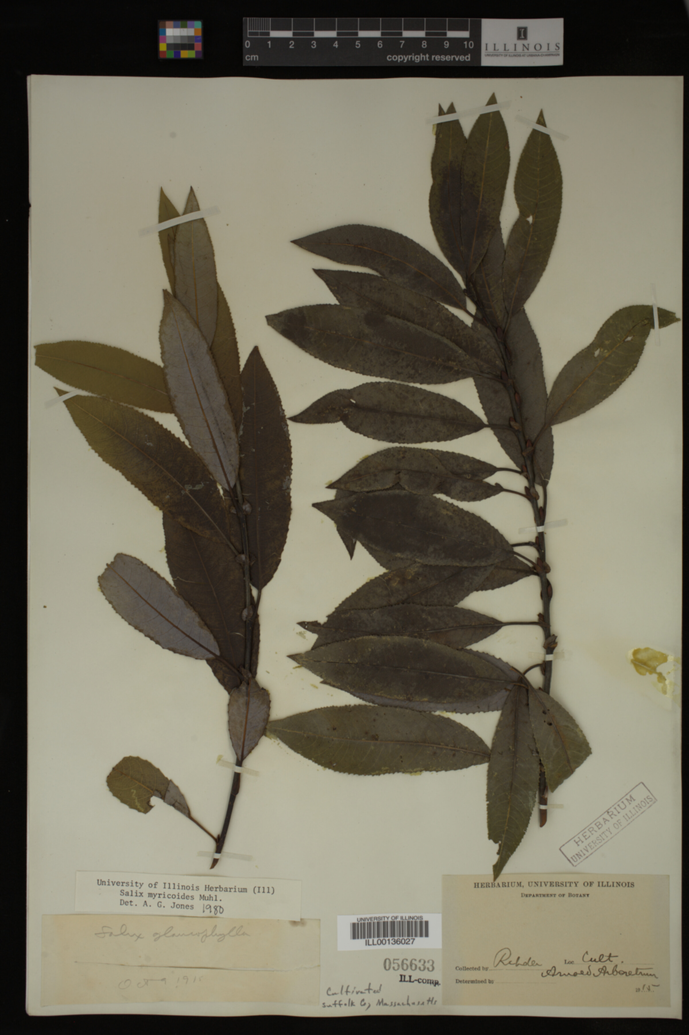 Salix myricoides image