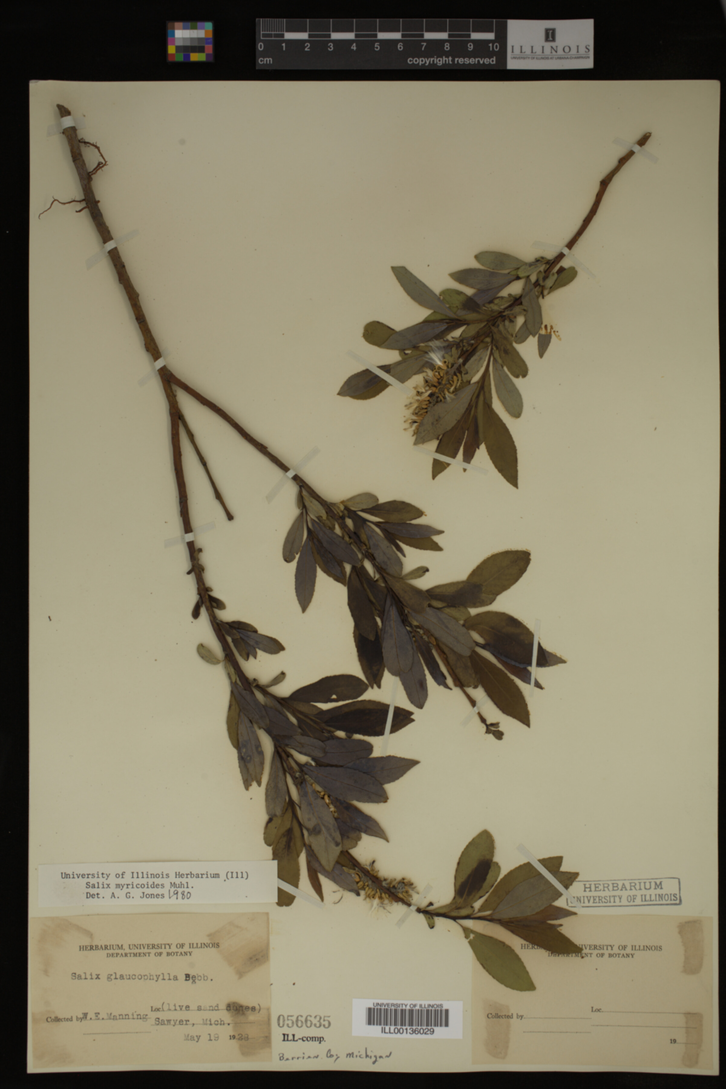 Salix myricoides image