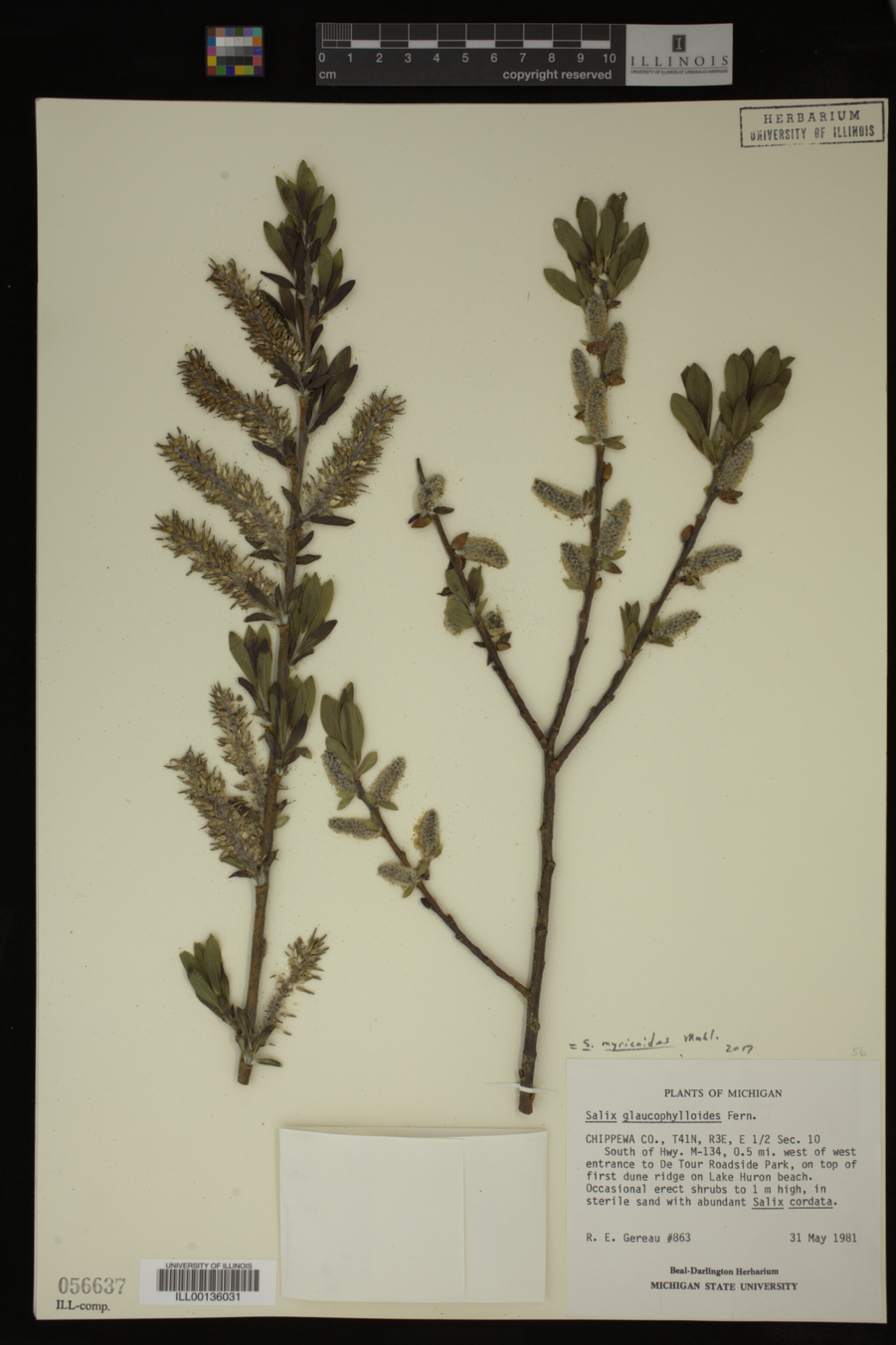 Salix myricoides image