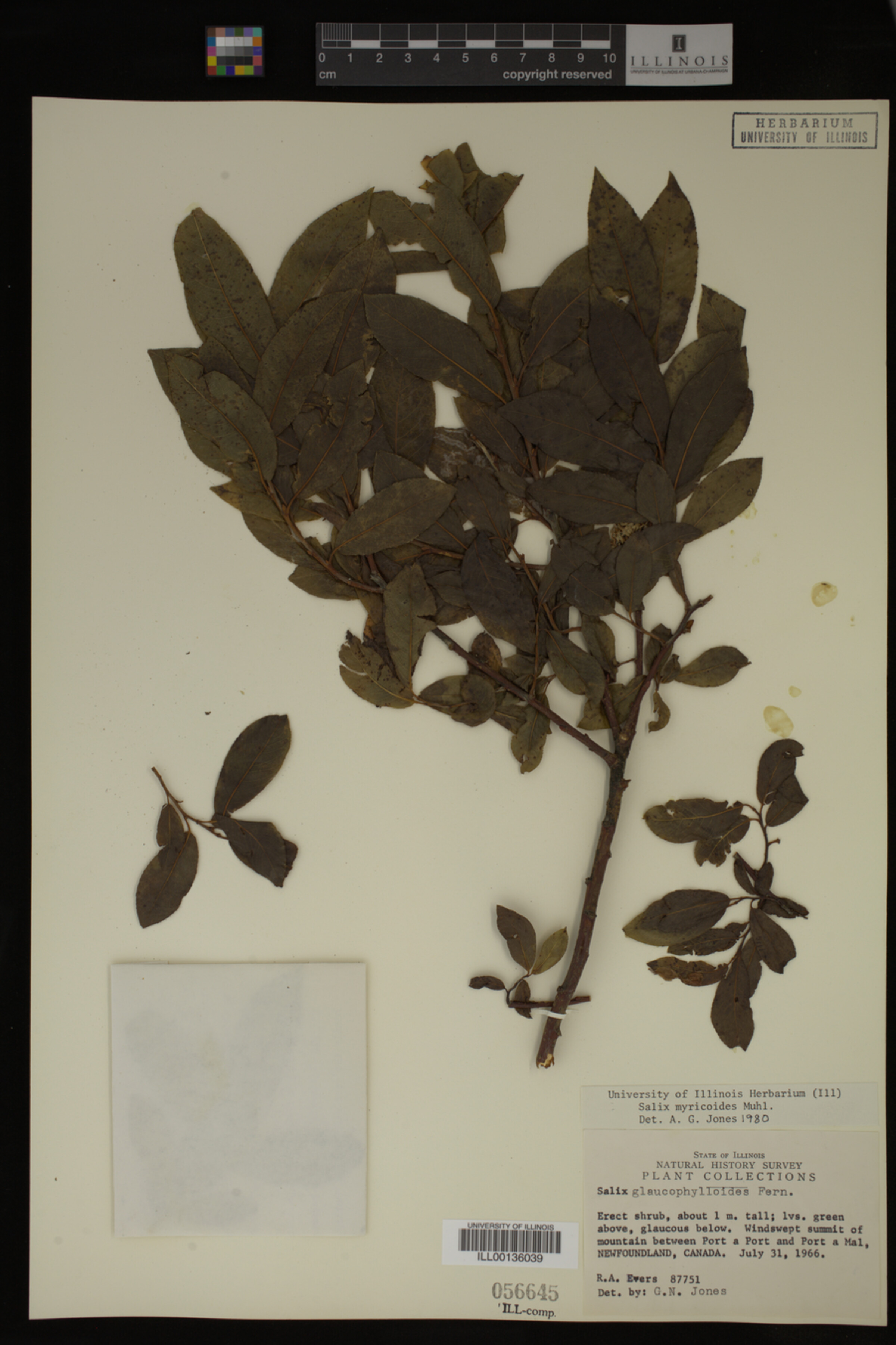 Salix myricoides image