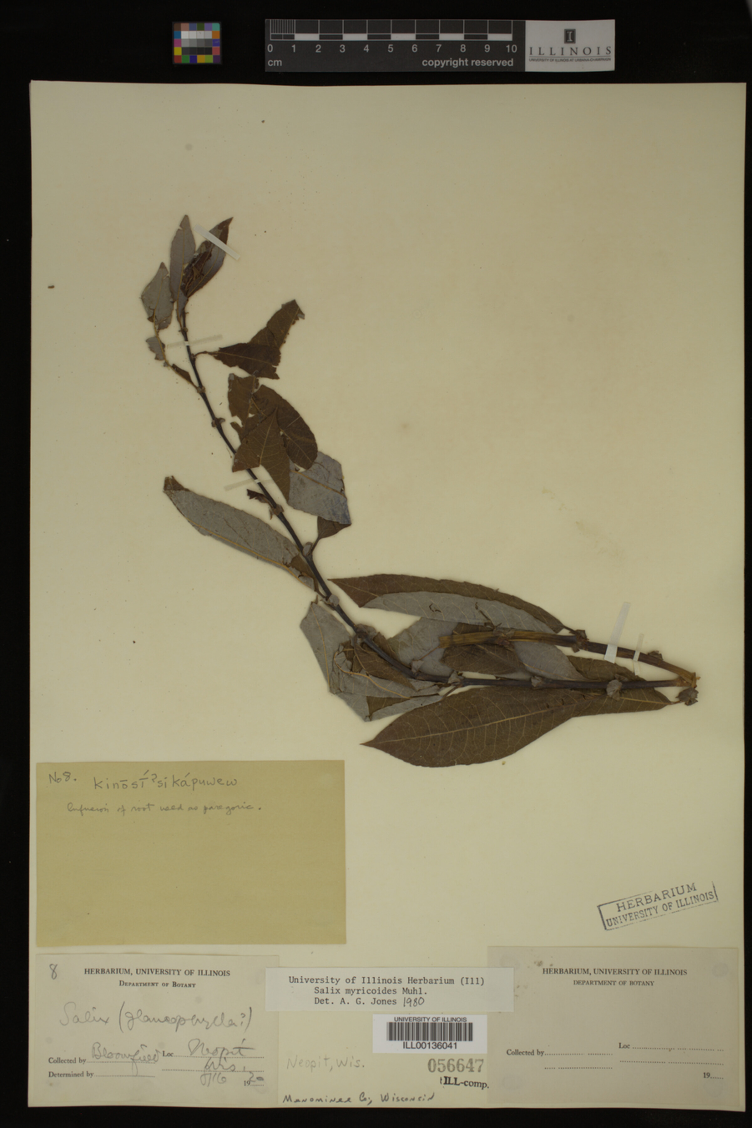 Salix myricoides image