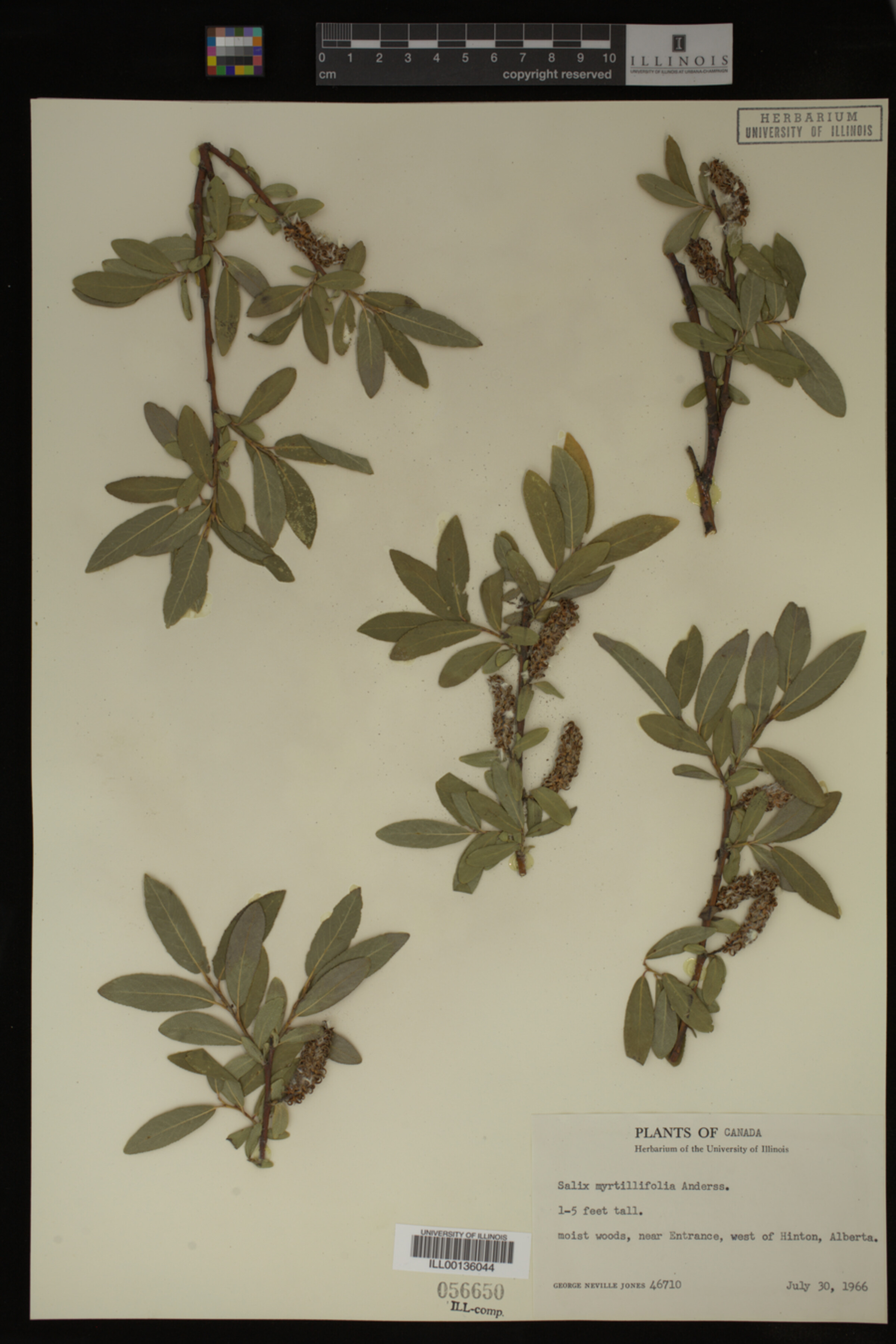 Salix myrtillifolia image
