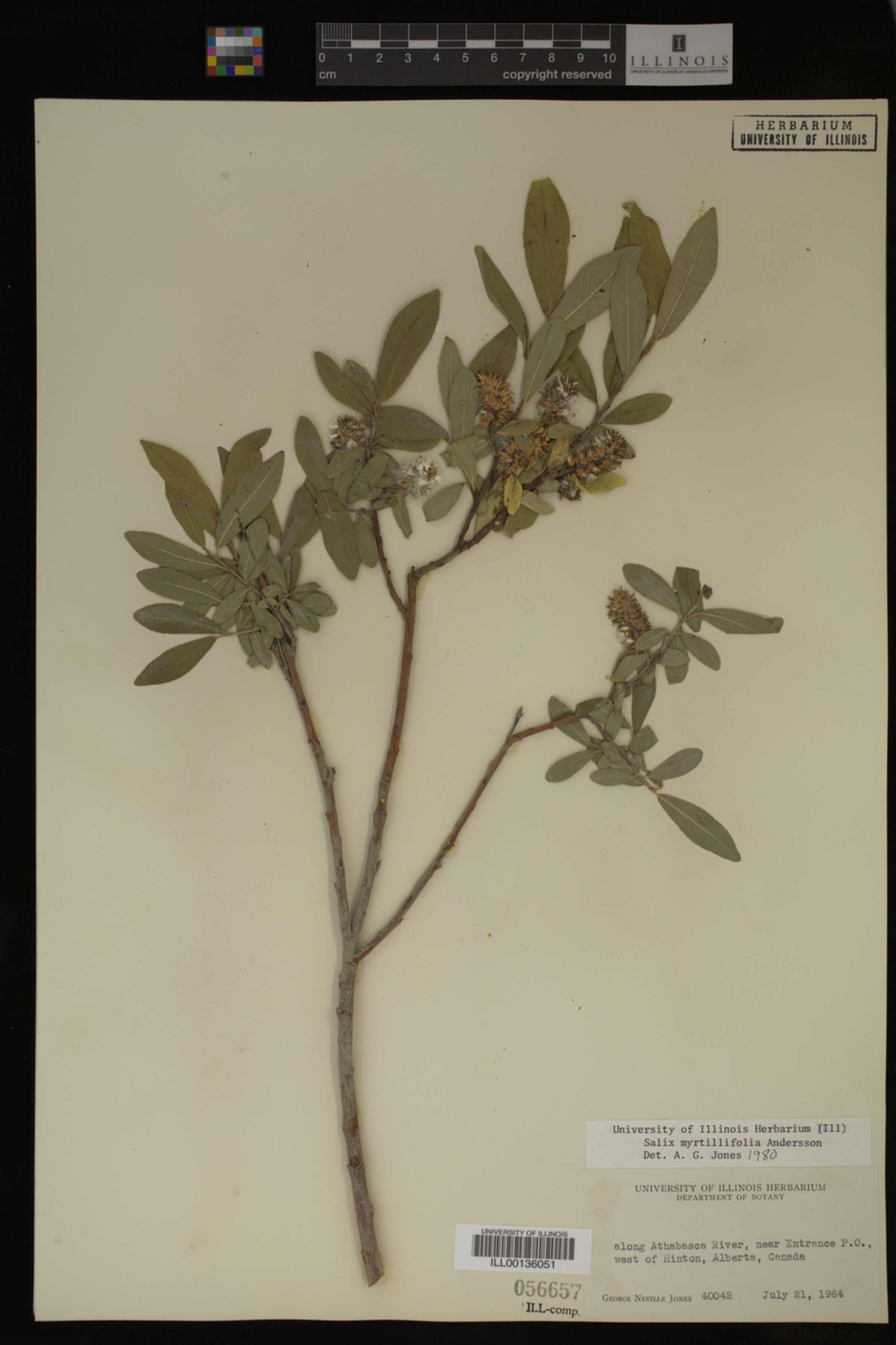 Salix myrtillifolia image