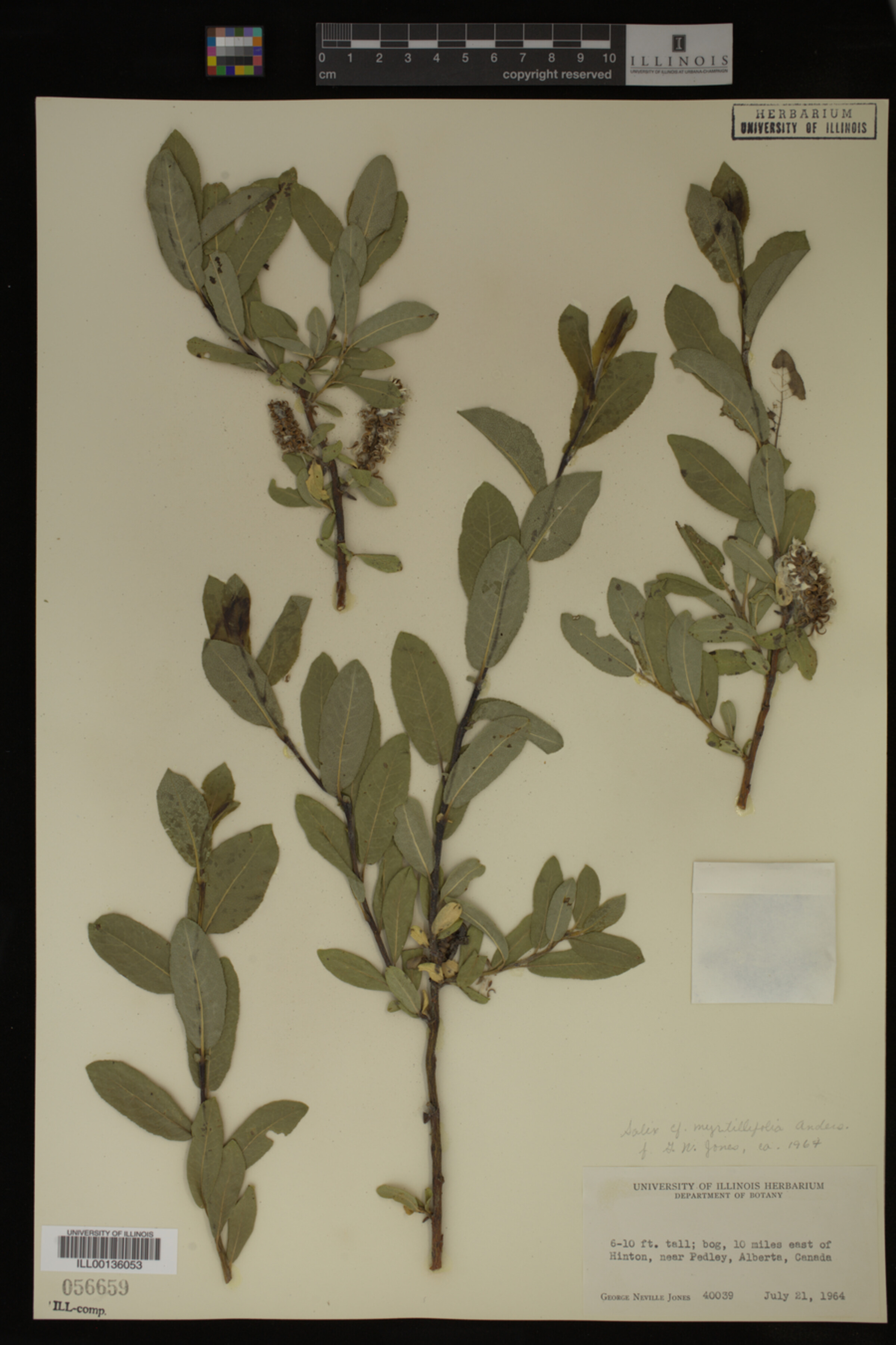 Salix myrtillifolia image