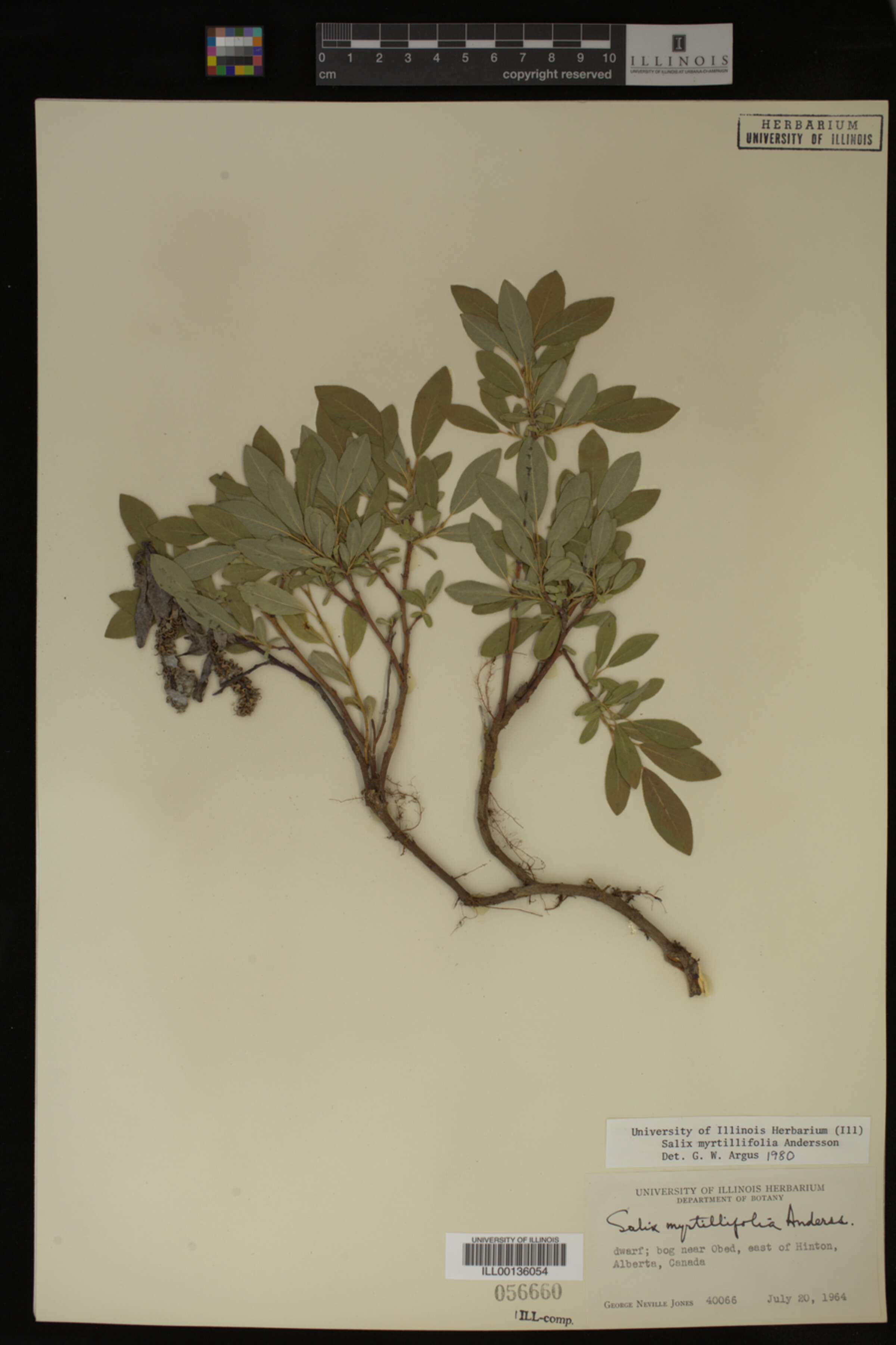 Salix myrtillifolia image