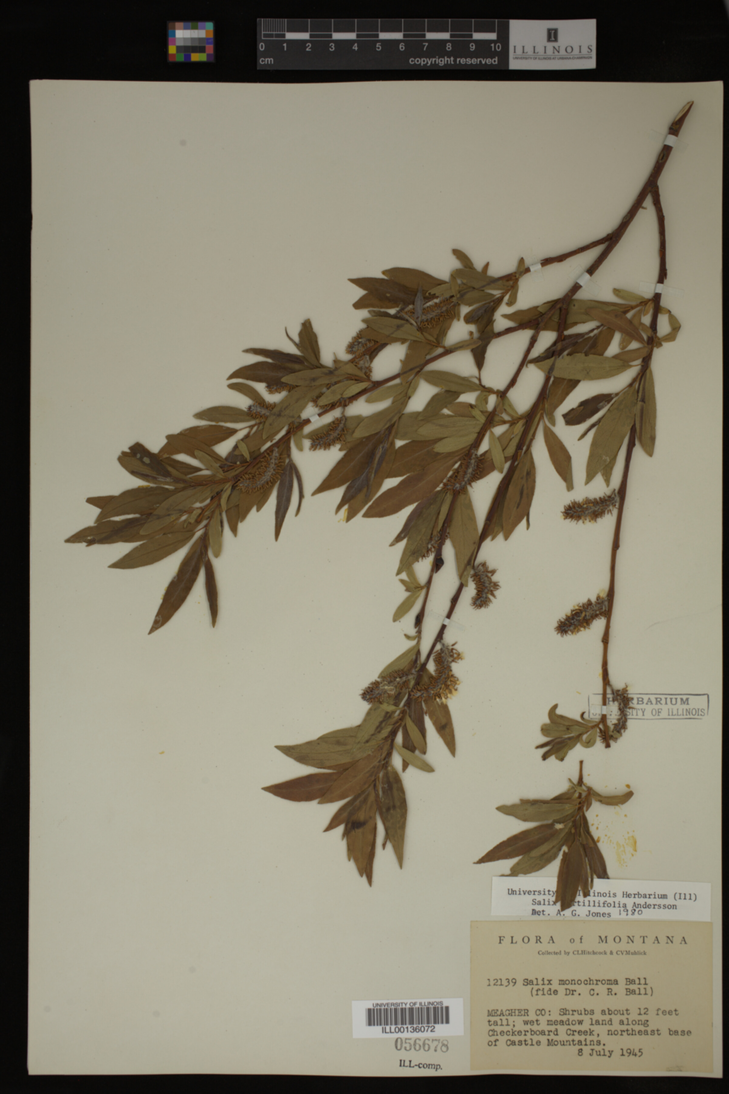 Salix myrtillifolia image
