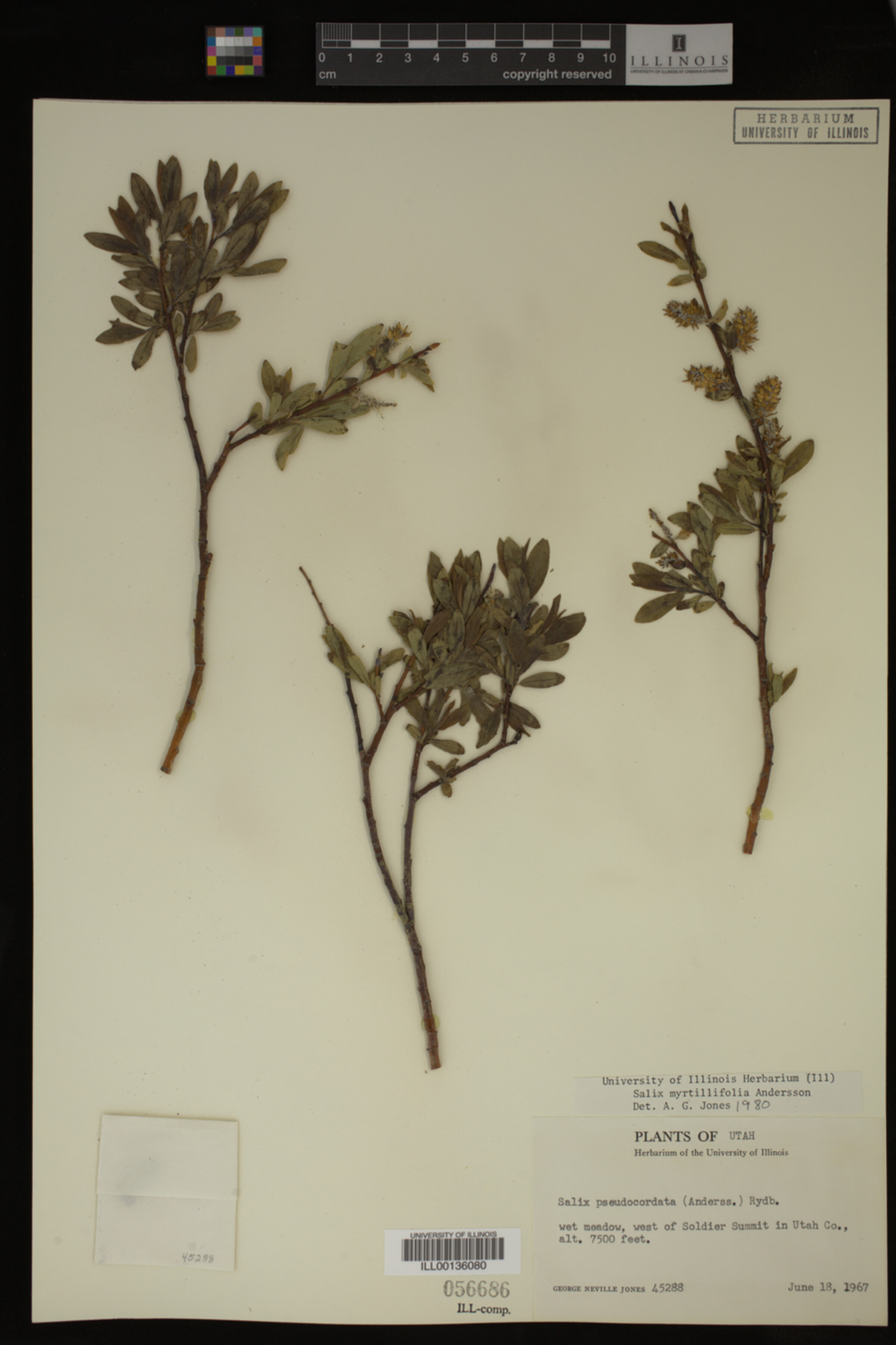 Salix myrtillifolia image