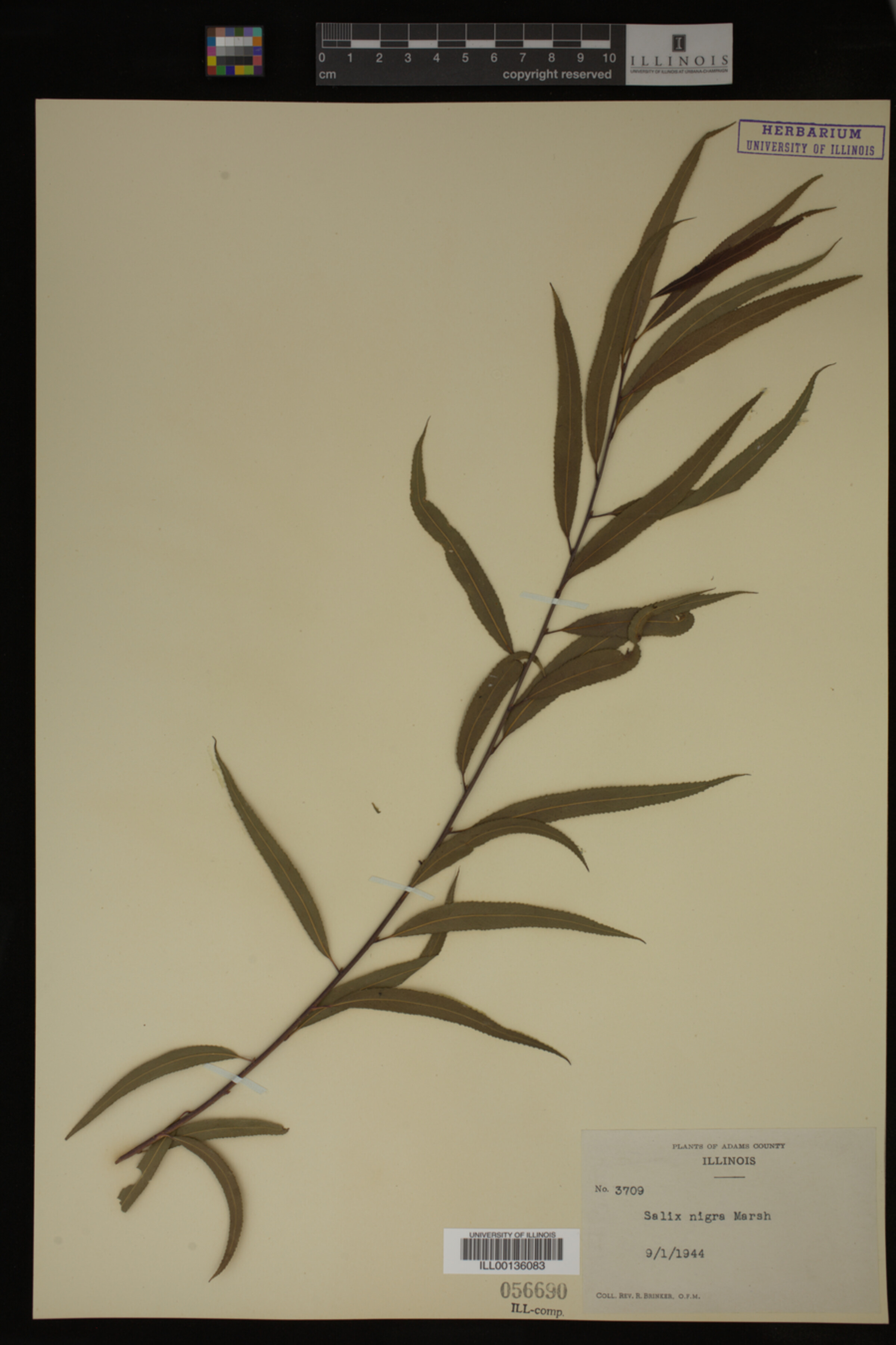 Salix nigra image