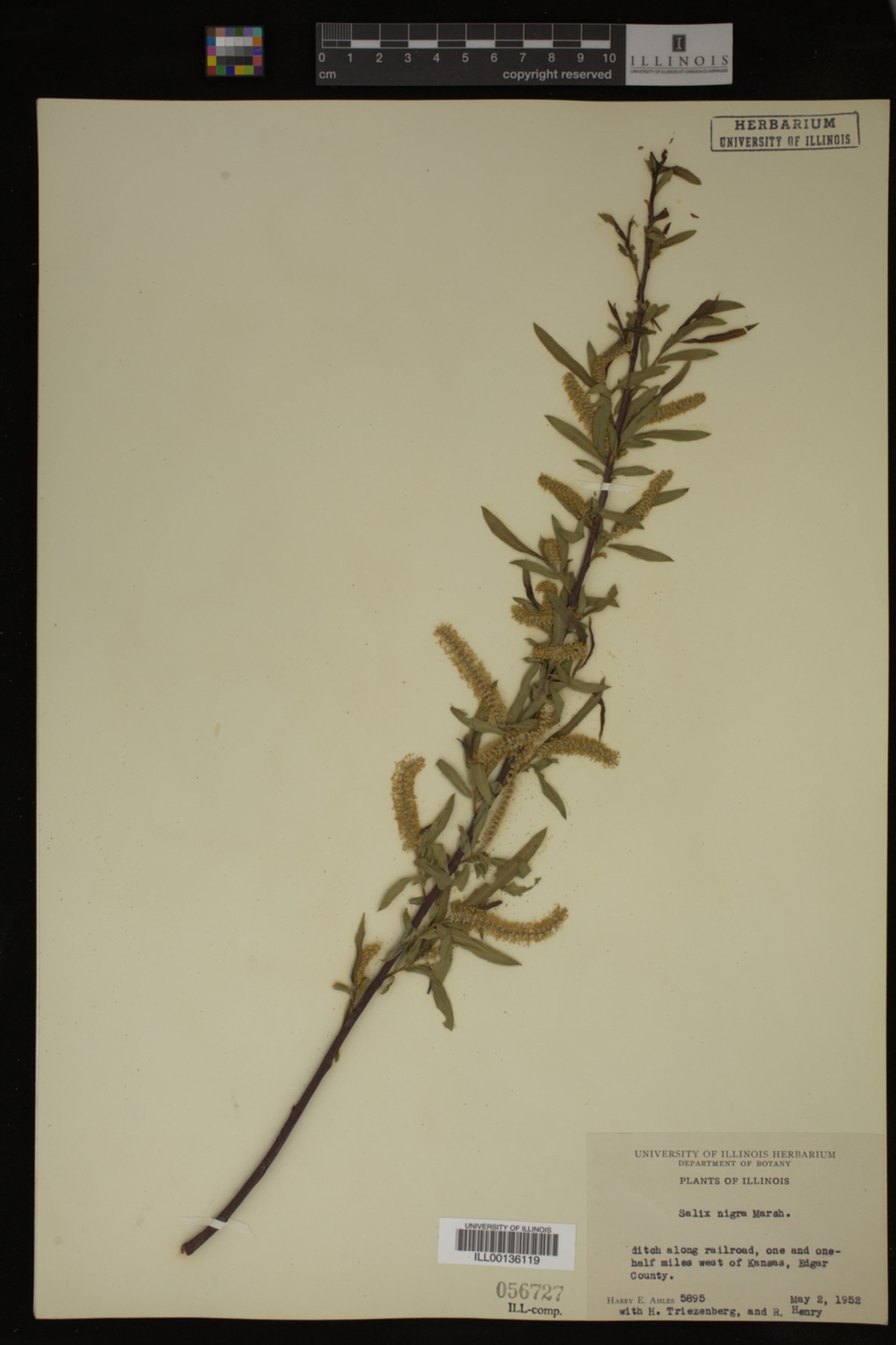 Salix nigra image