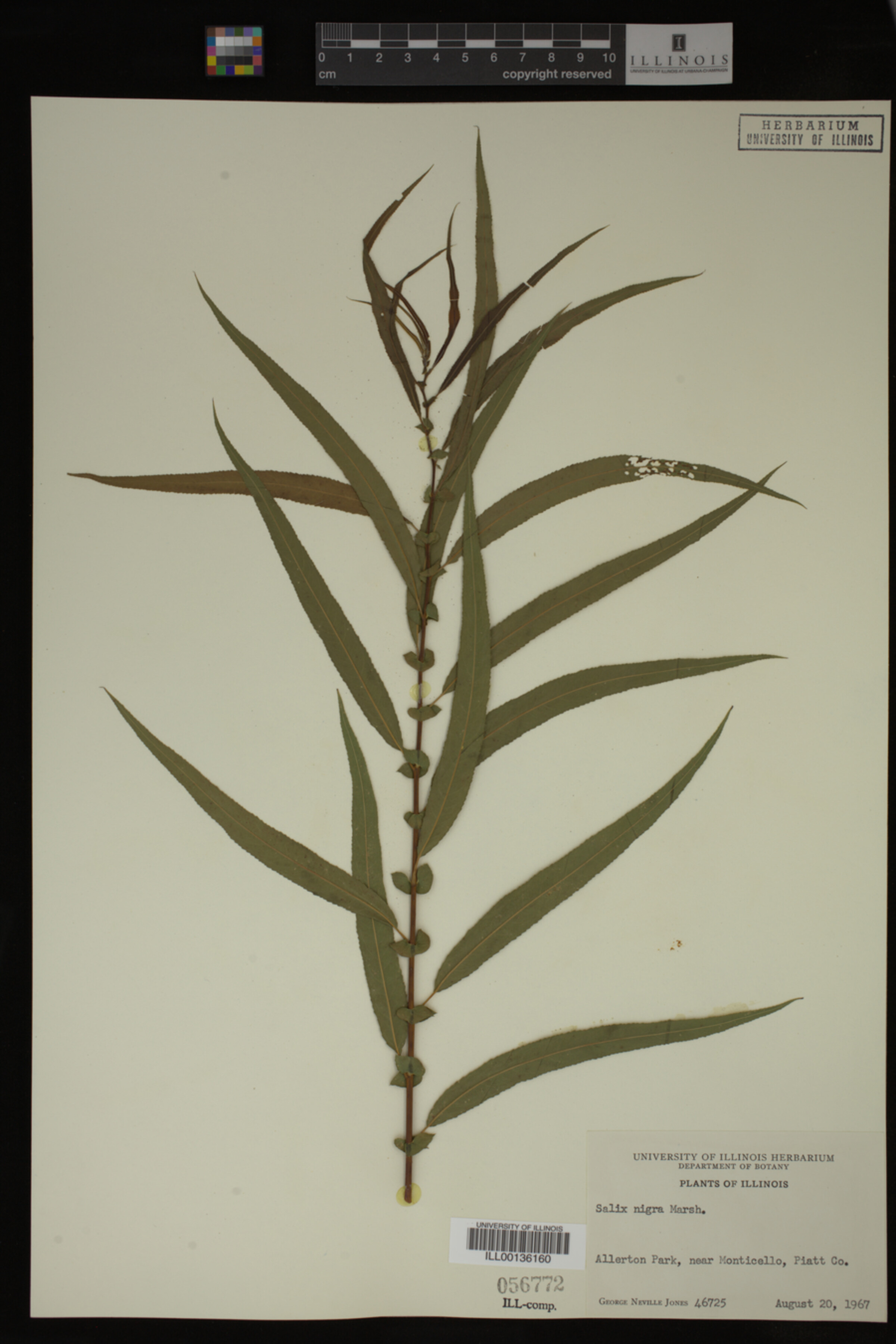 Salix nigra image