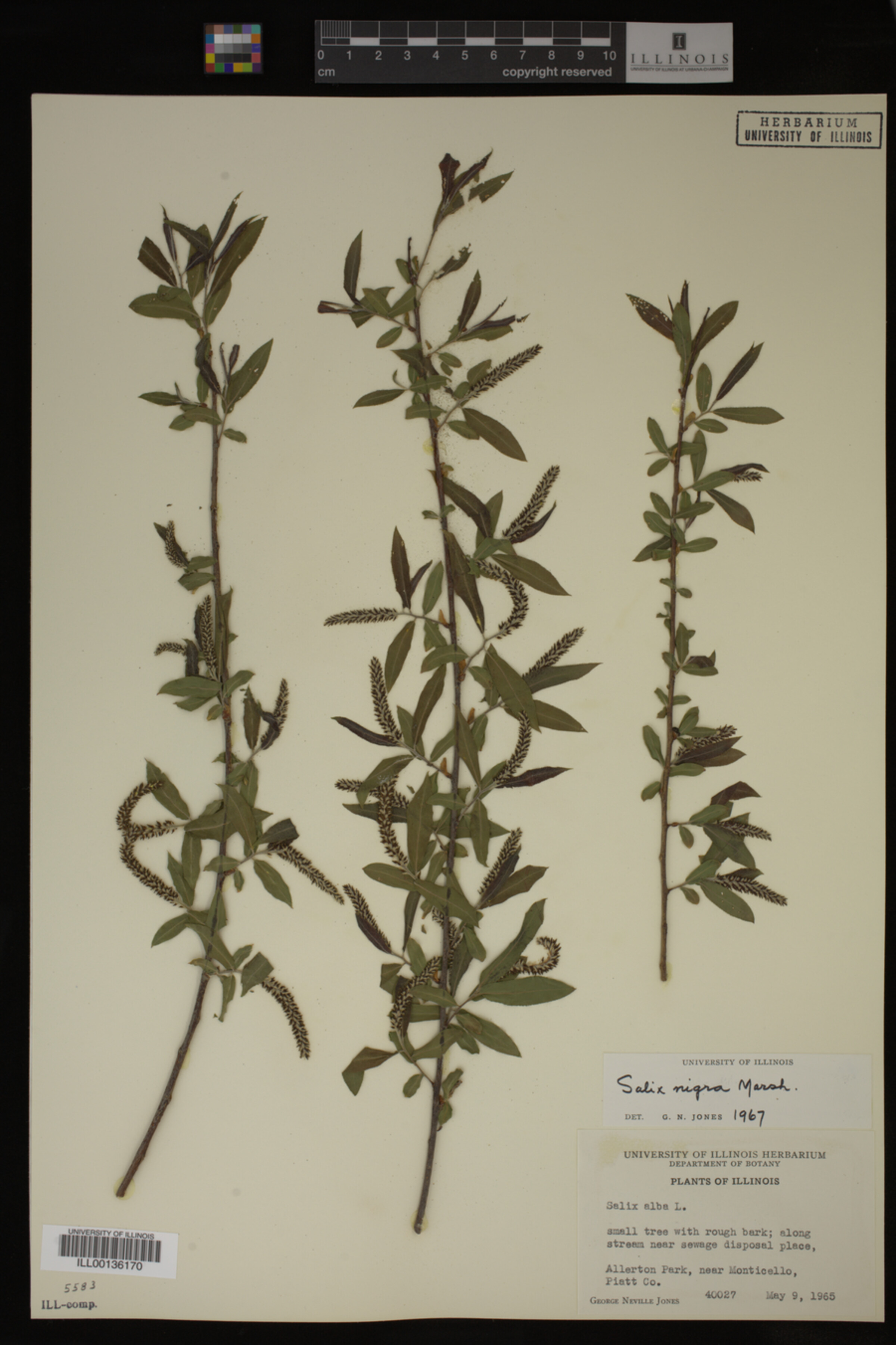 Salix nigra image