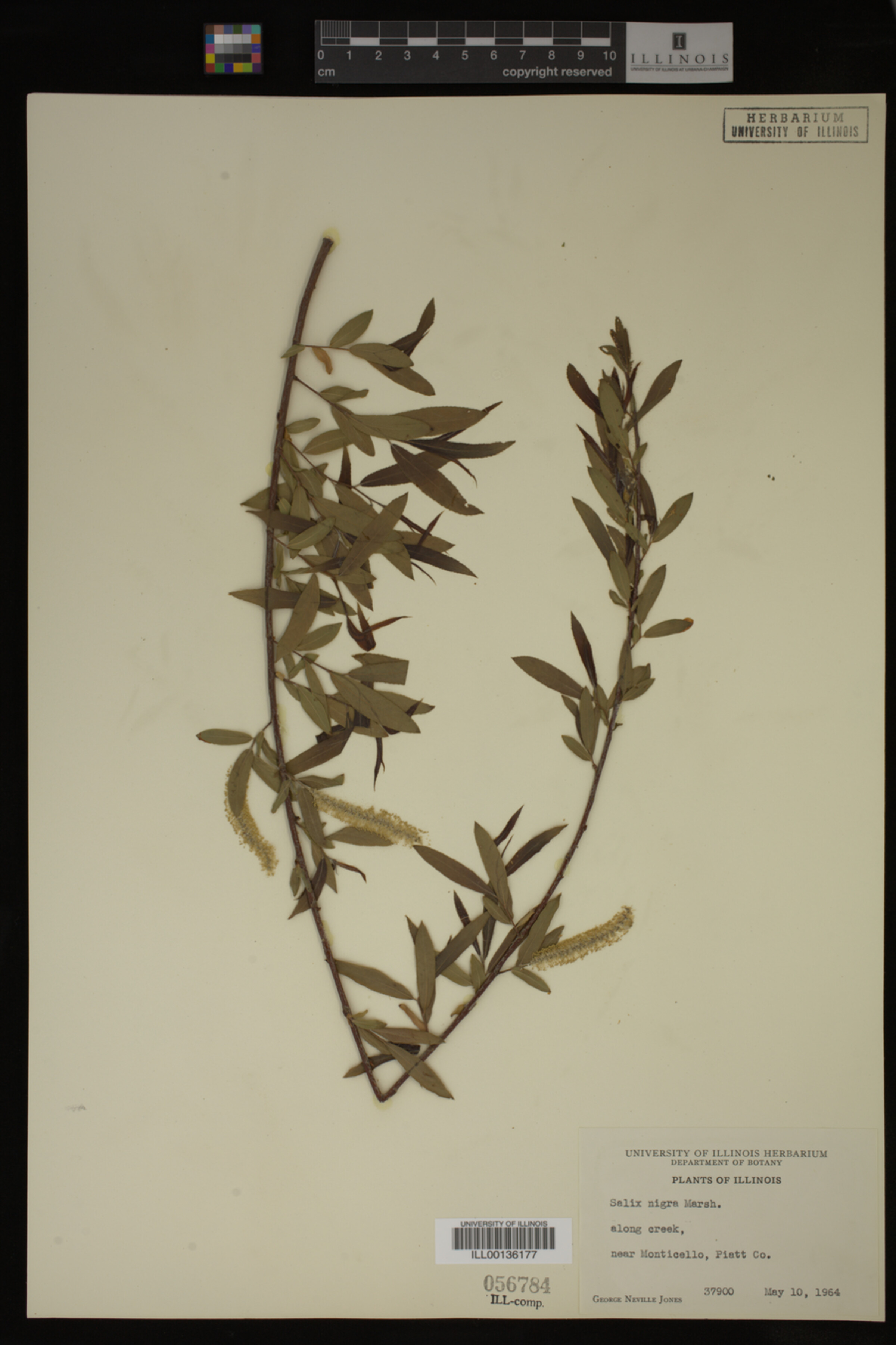 Salix nigra image