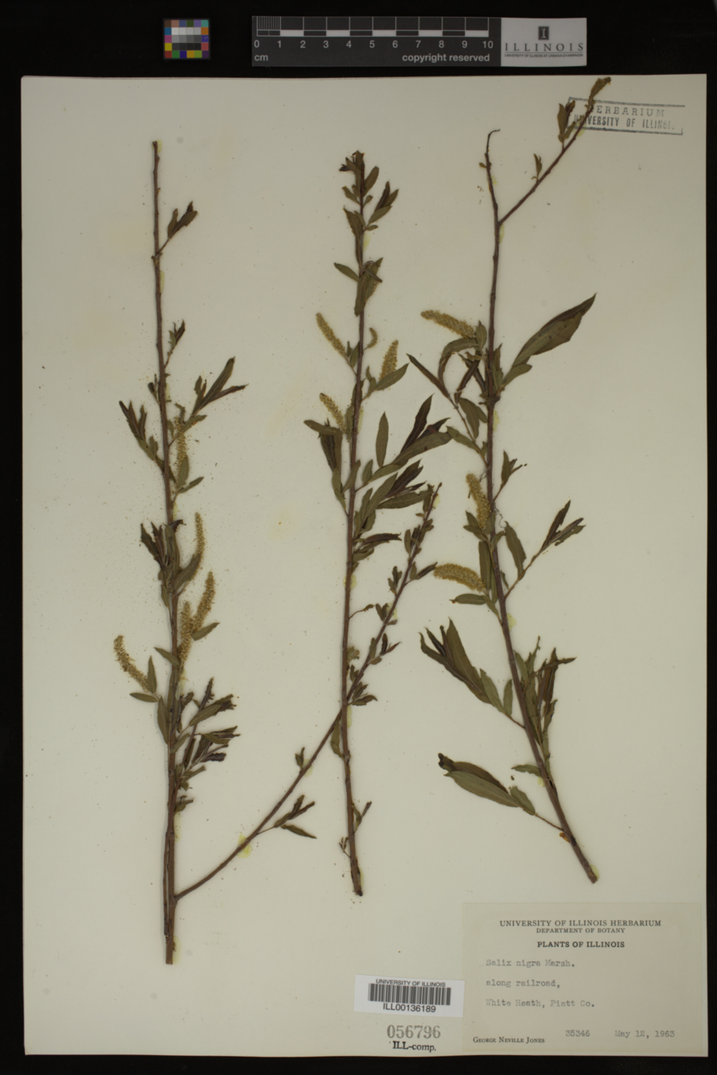 Salix nigra image