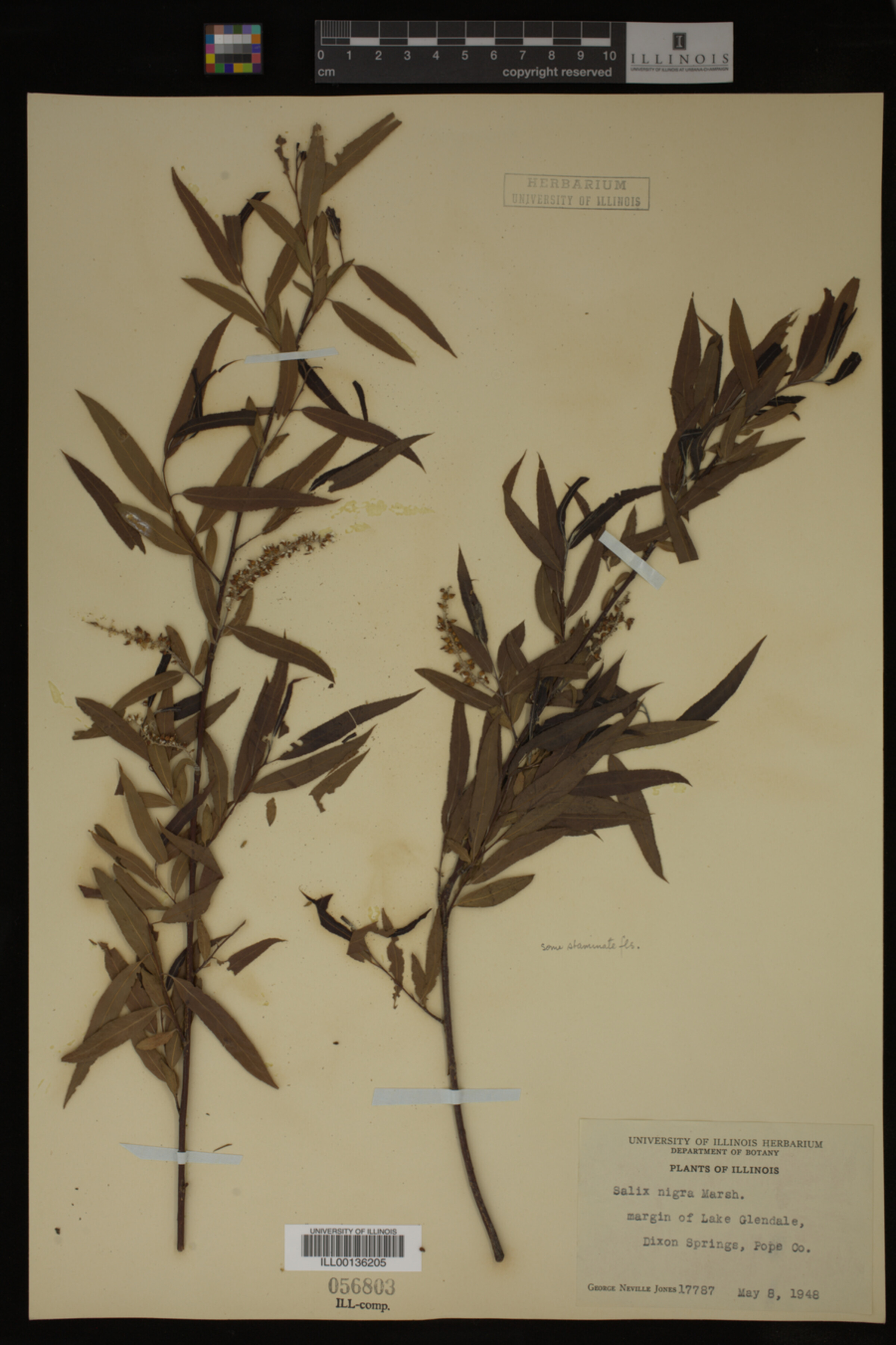 Salix nigra image