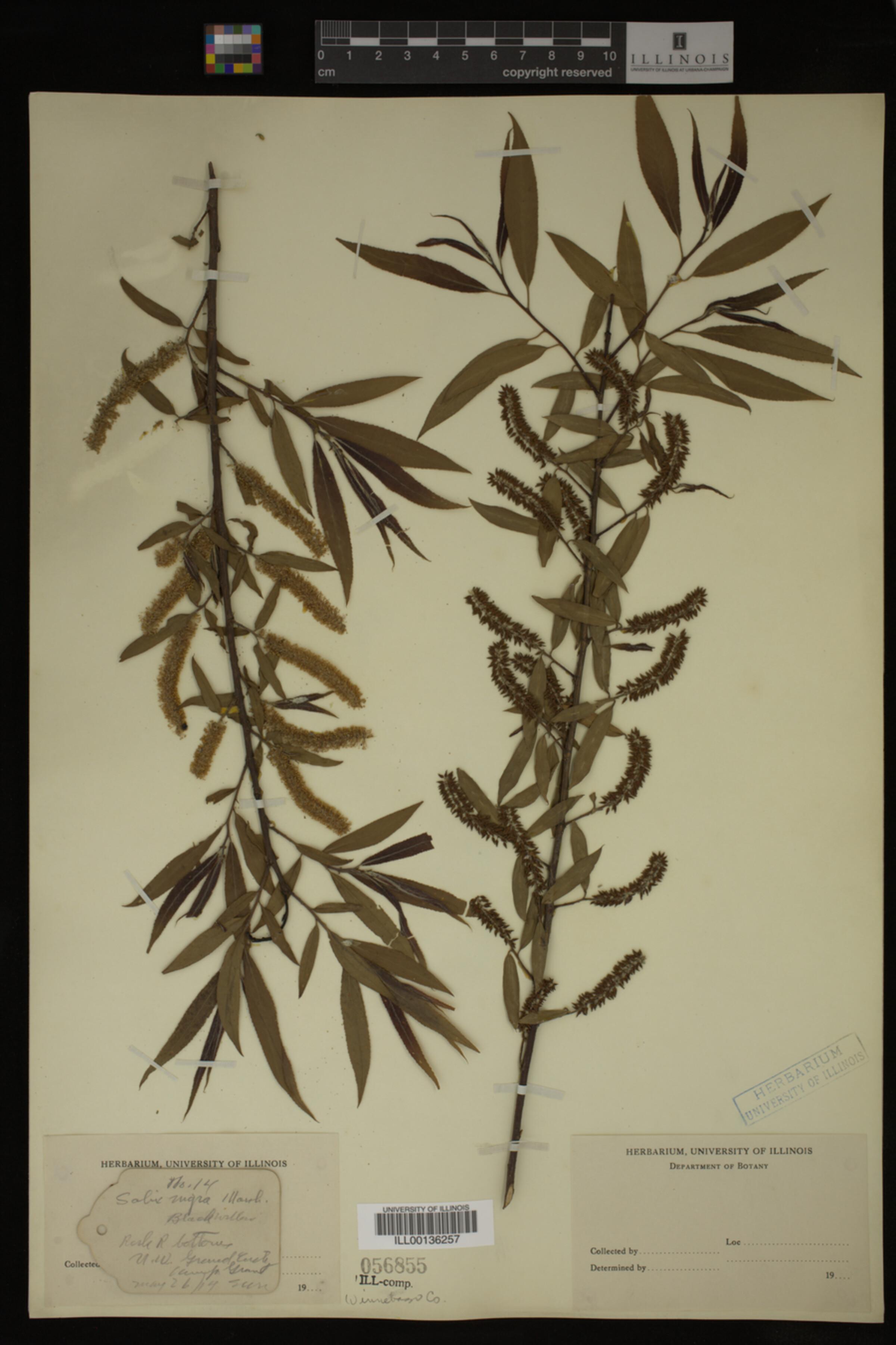 Salix nigra image