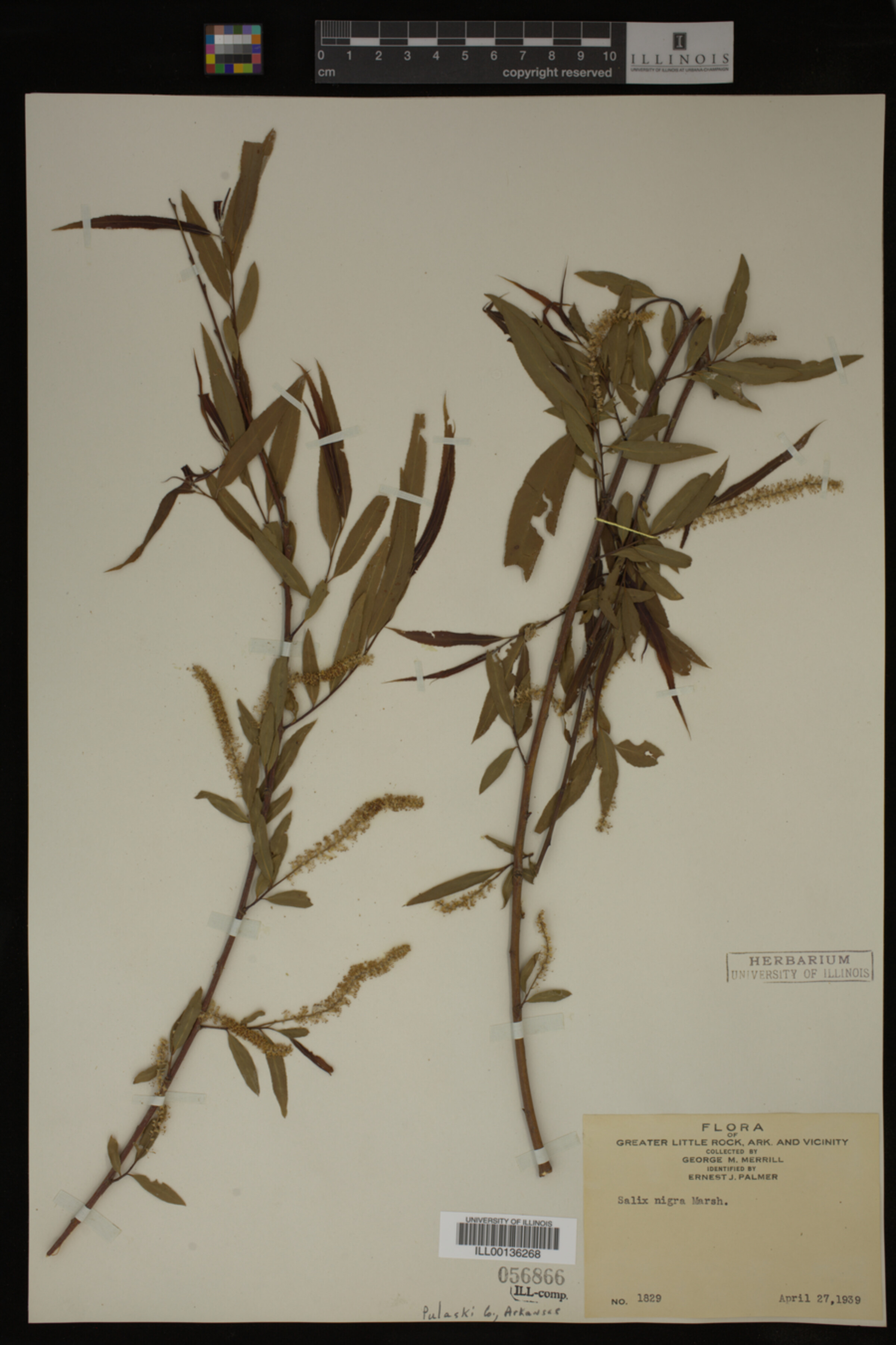 Salix nigra image