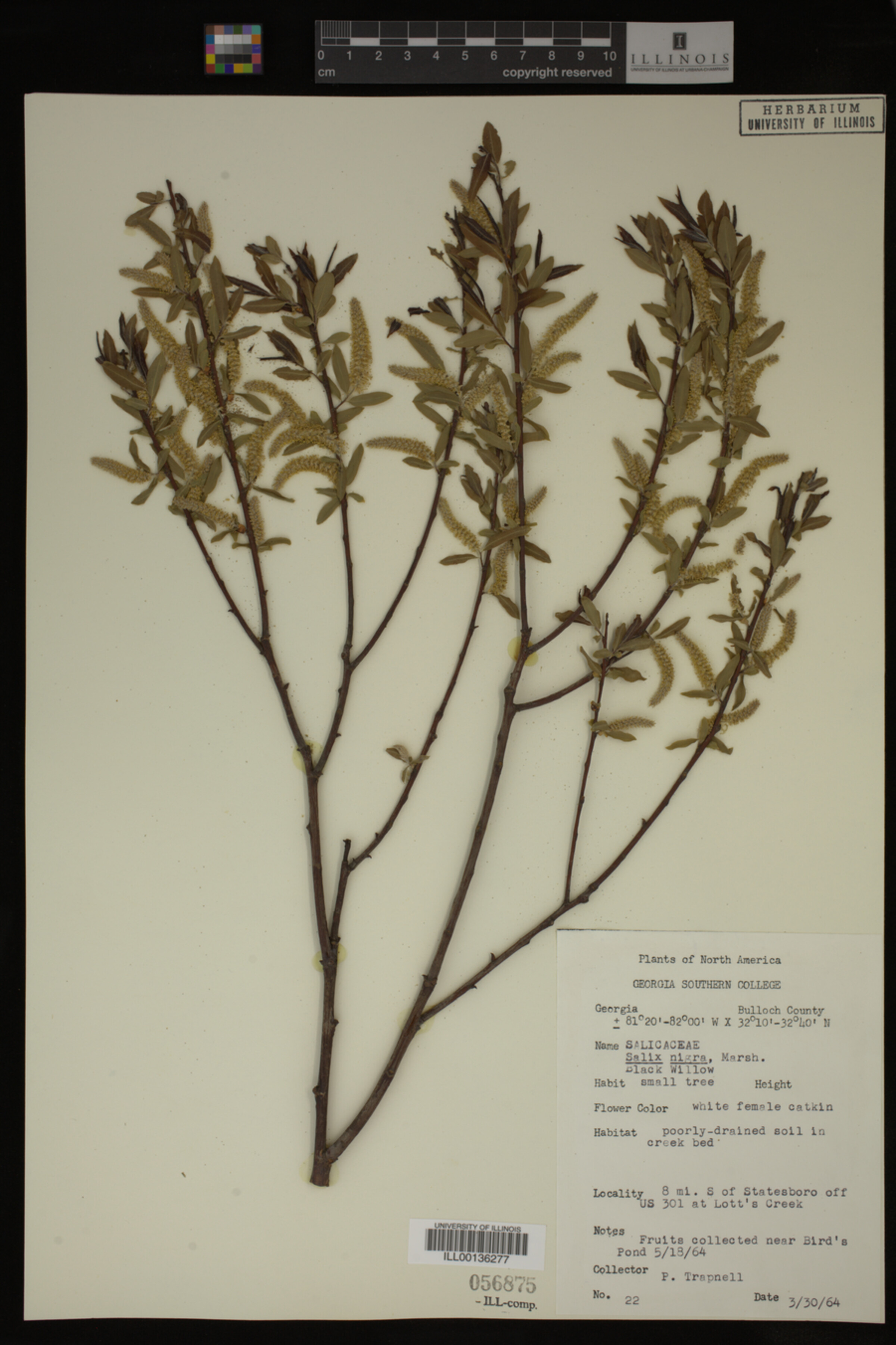 Salix nigra image