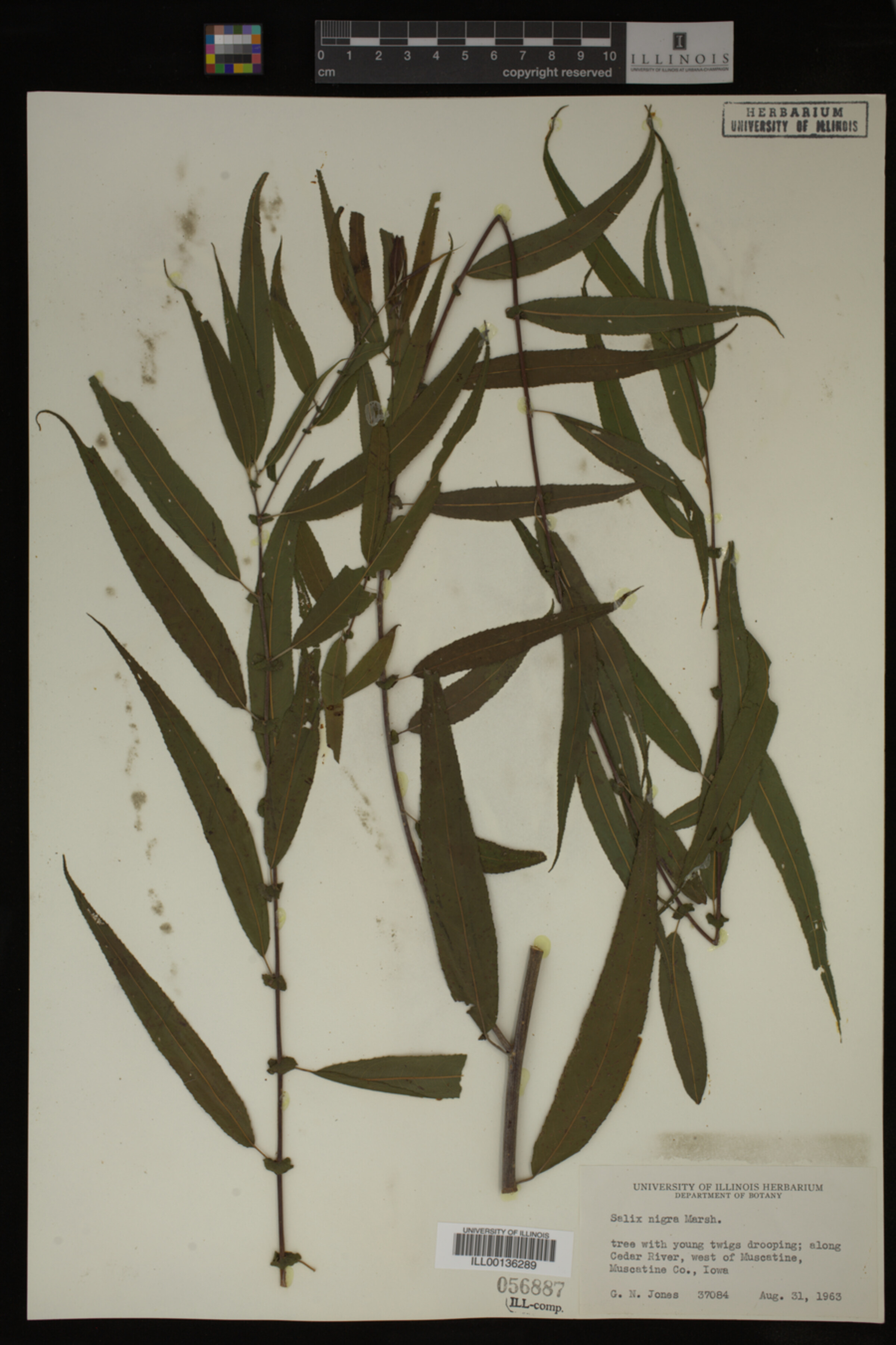 Salix nigra image