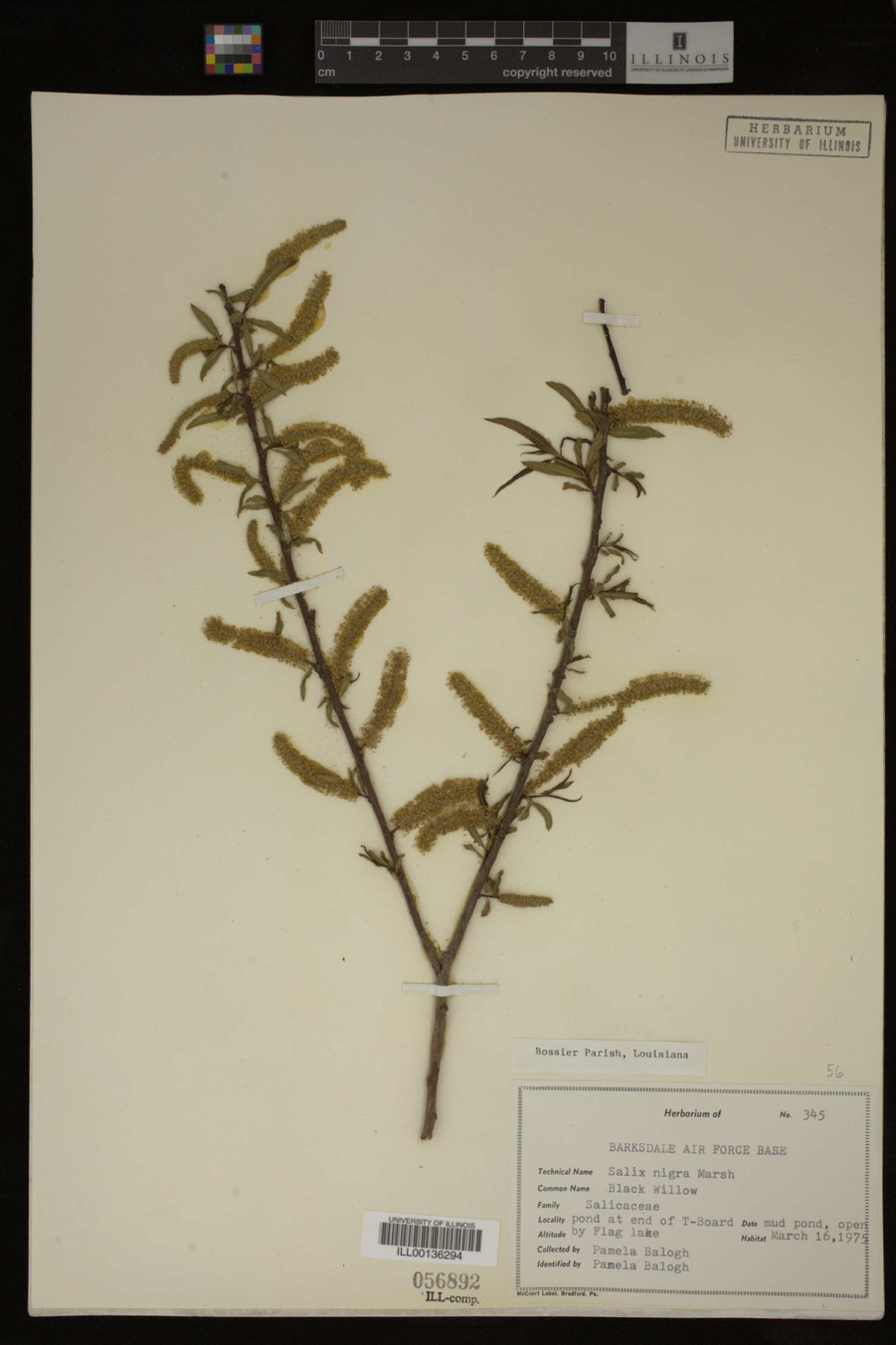 Salix nigra image