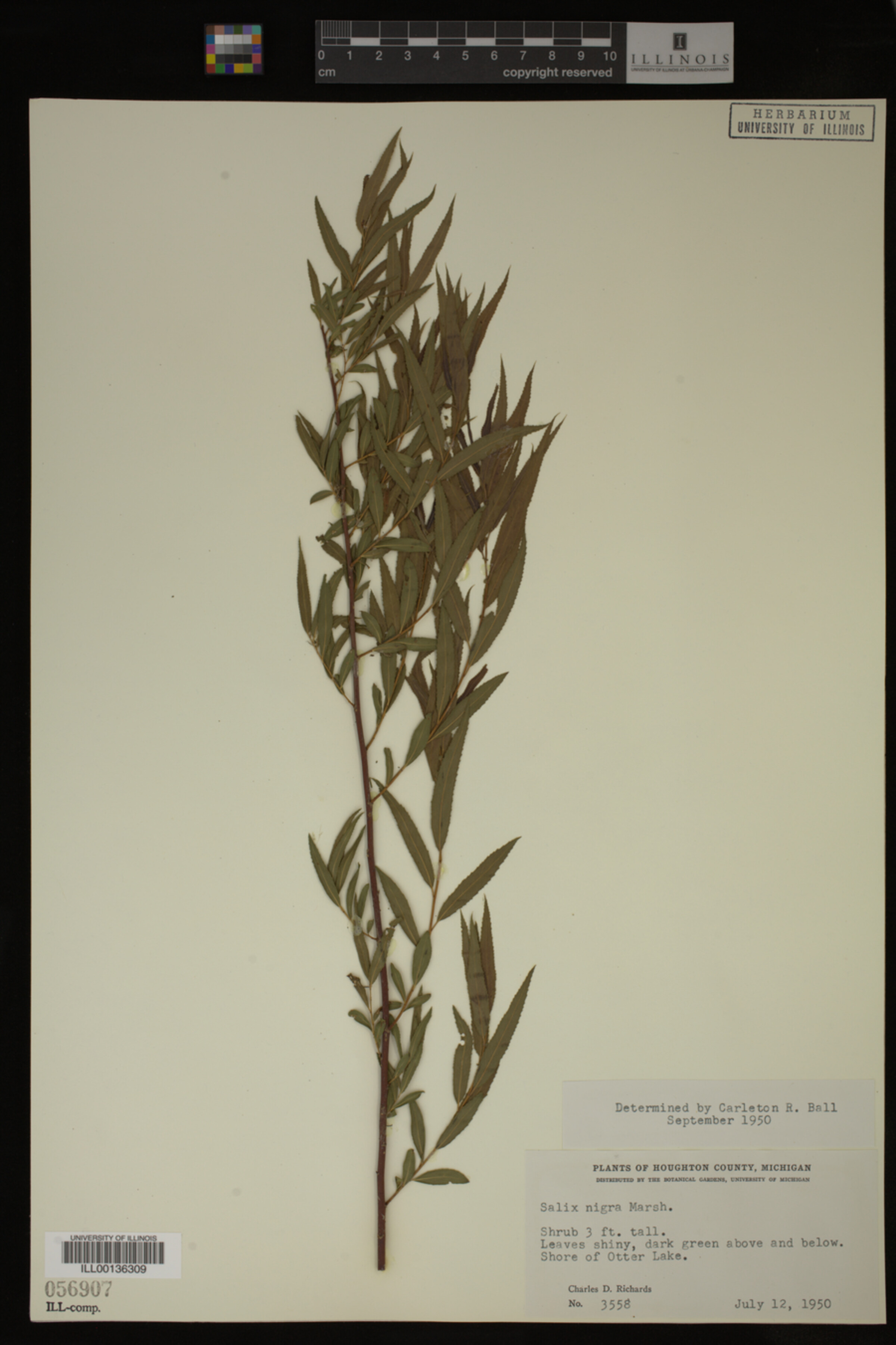 Salix nigra image