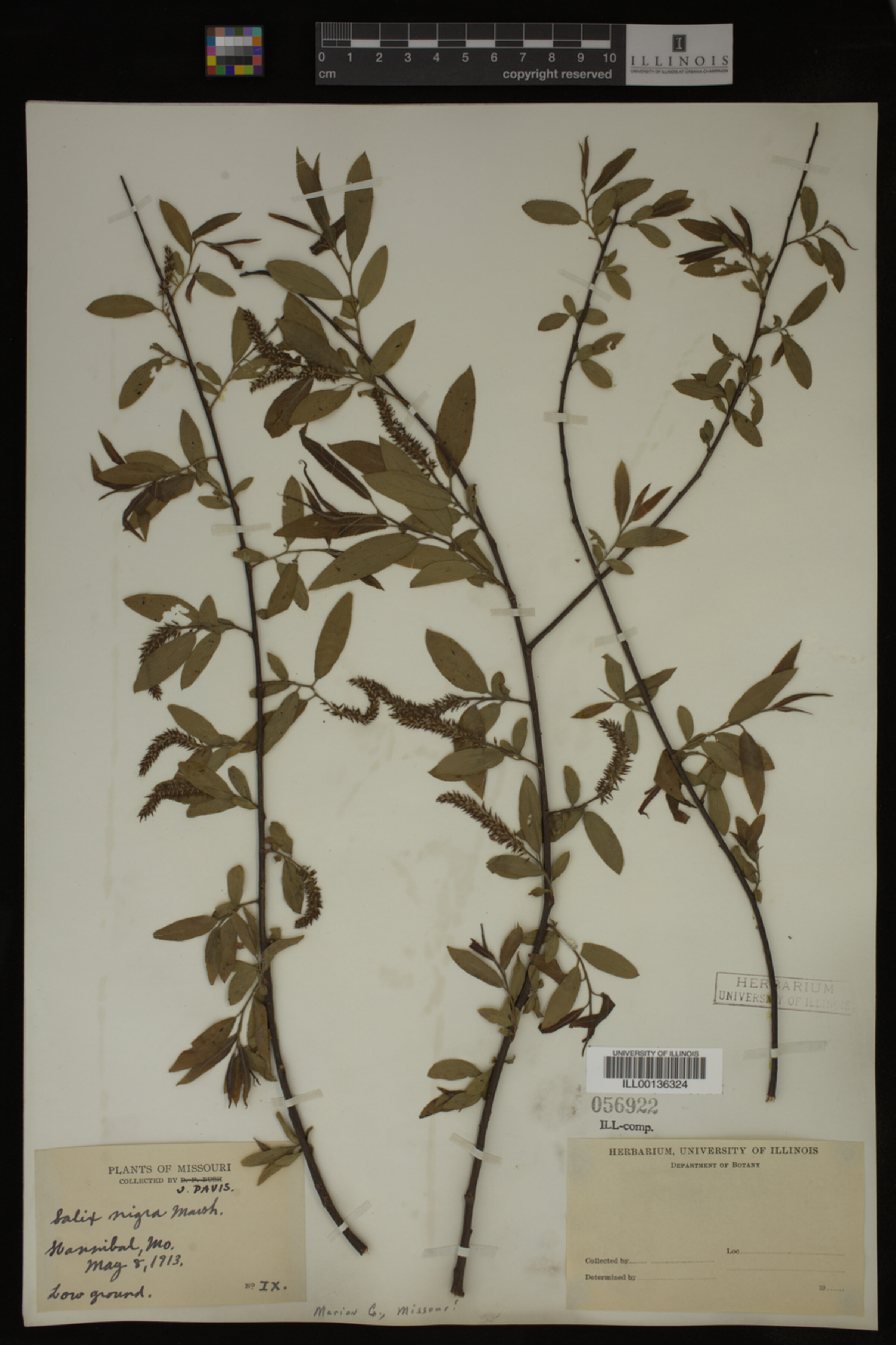 Salix nigra image