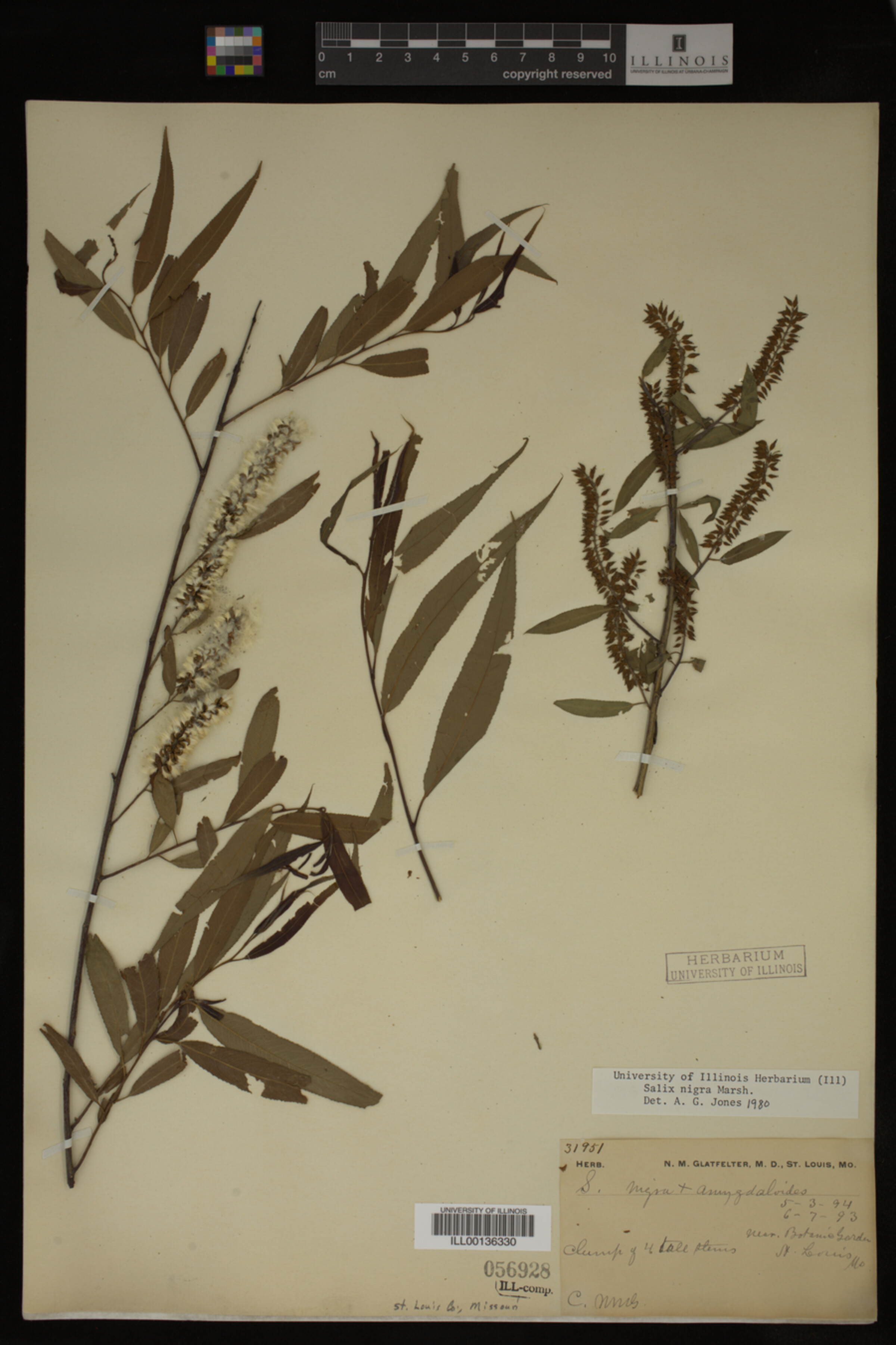 Salix nigra image