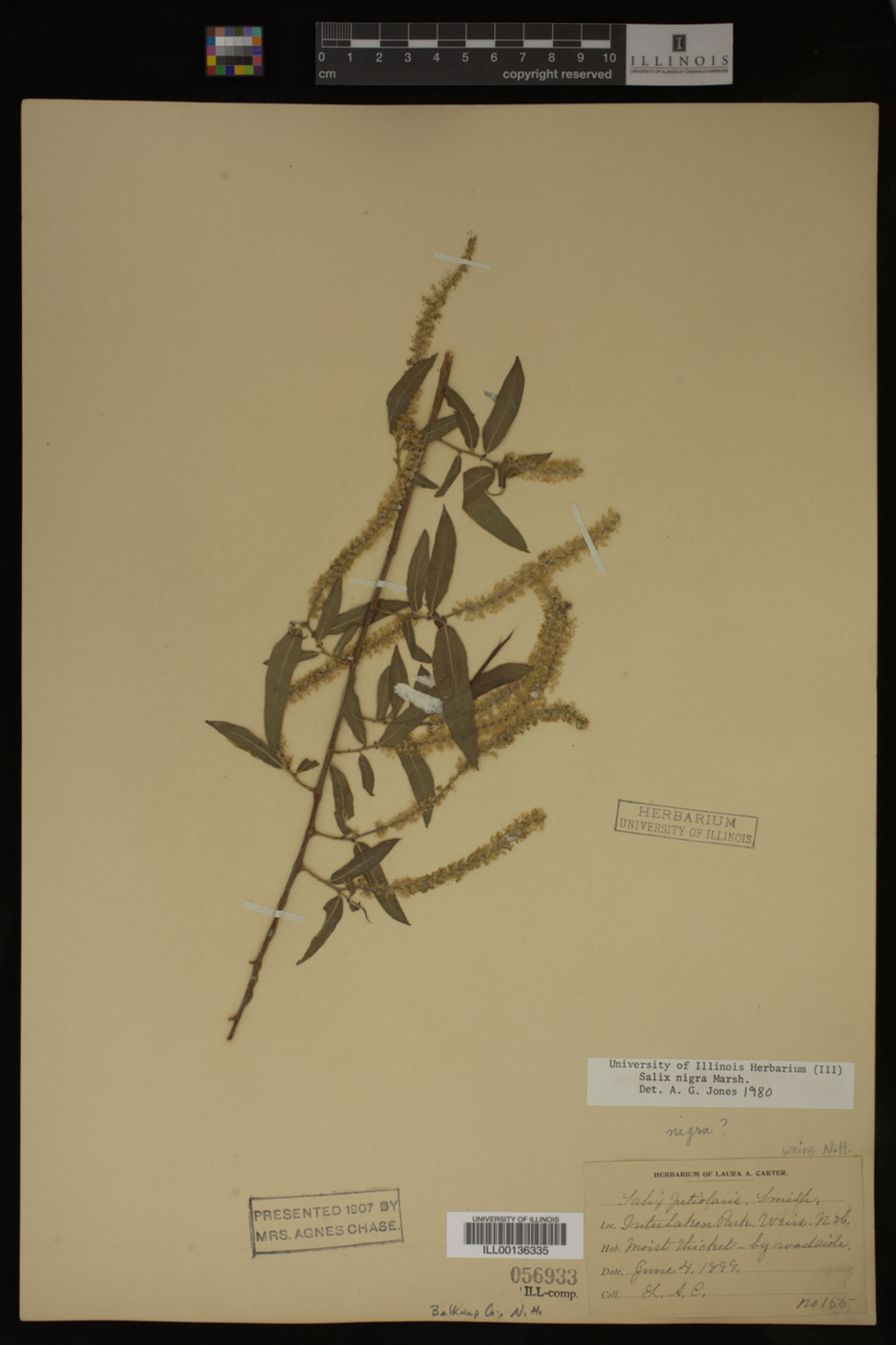 Salix nigra image