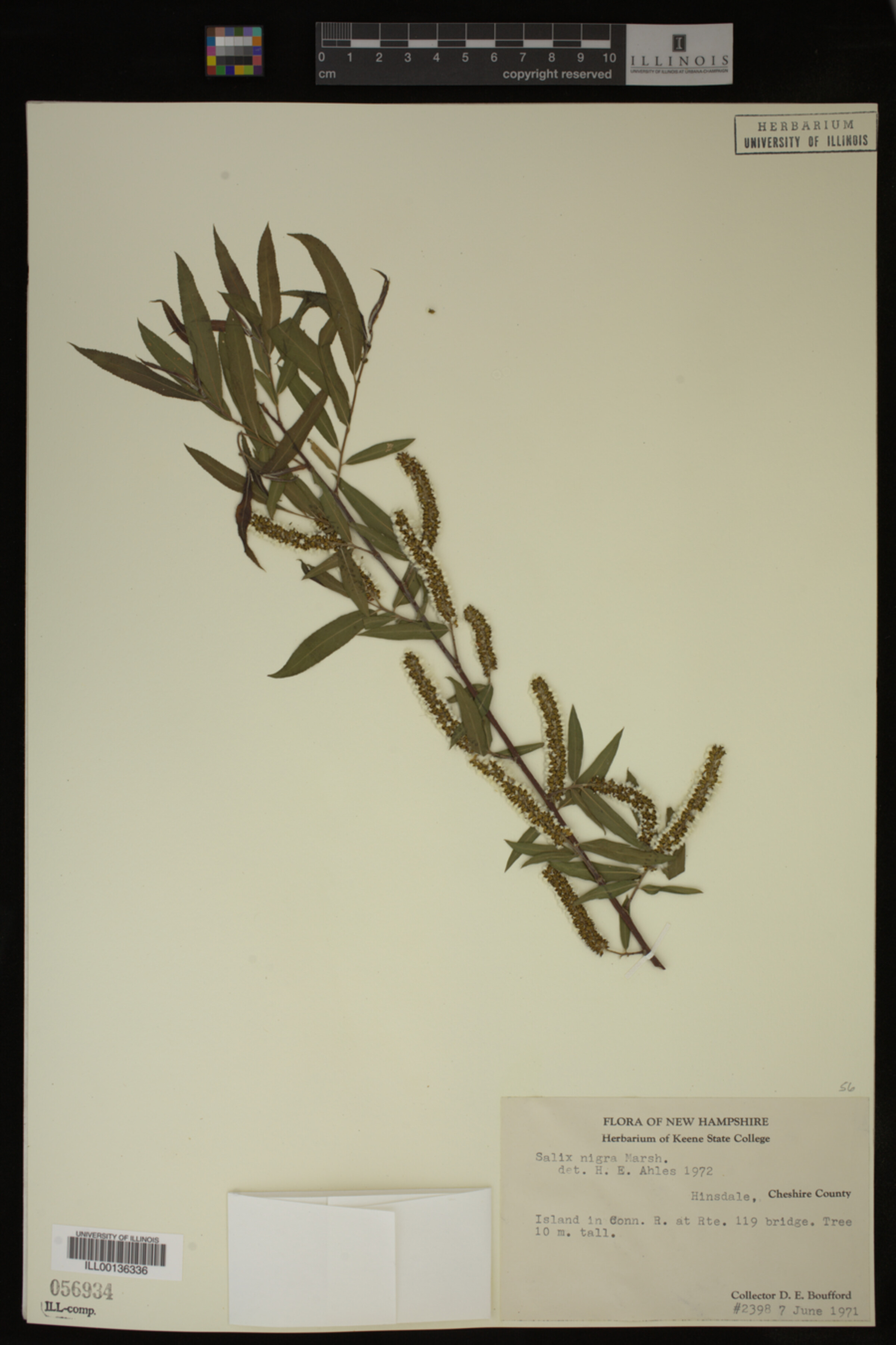 Salix nigra image
