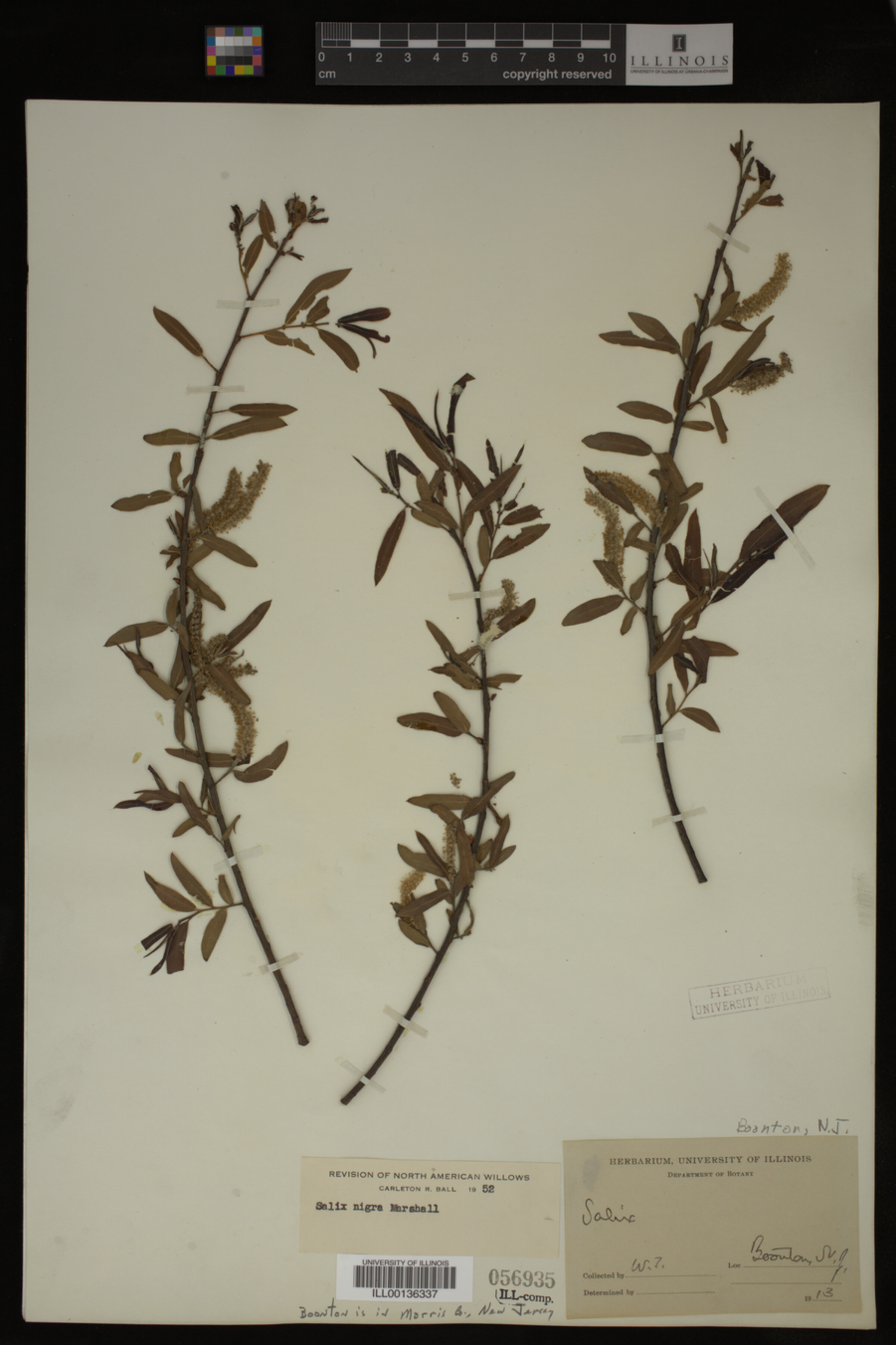 Salix nigra image