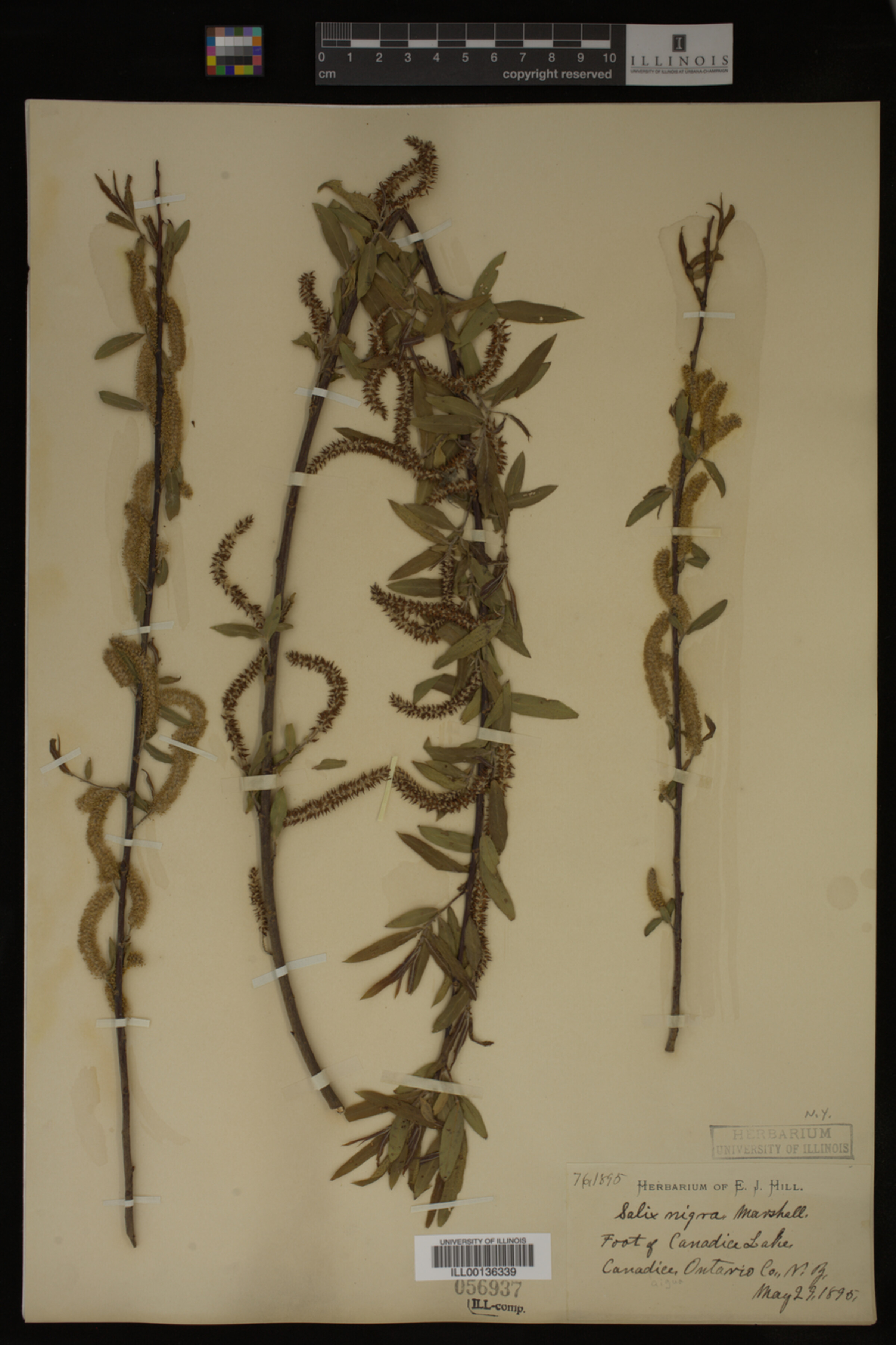 Salix nigra image