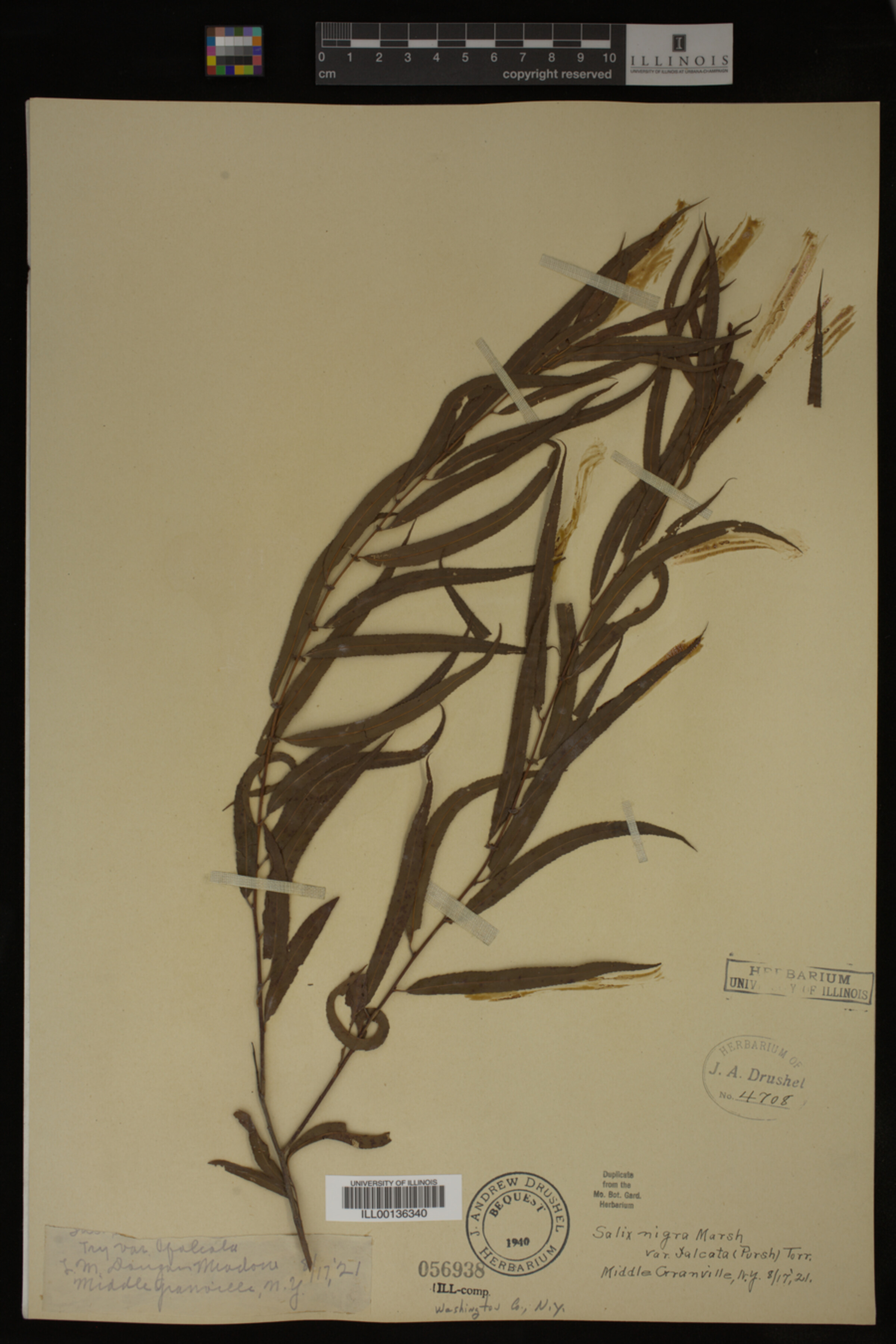 Salix nigra image