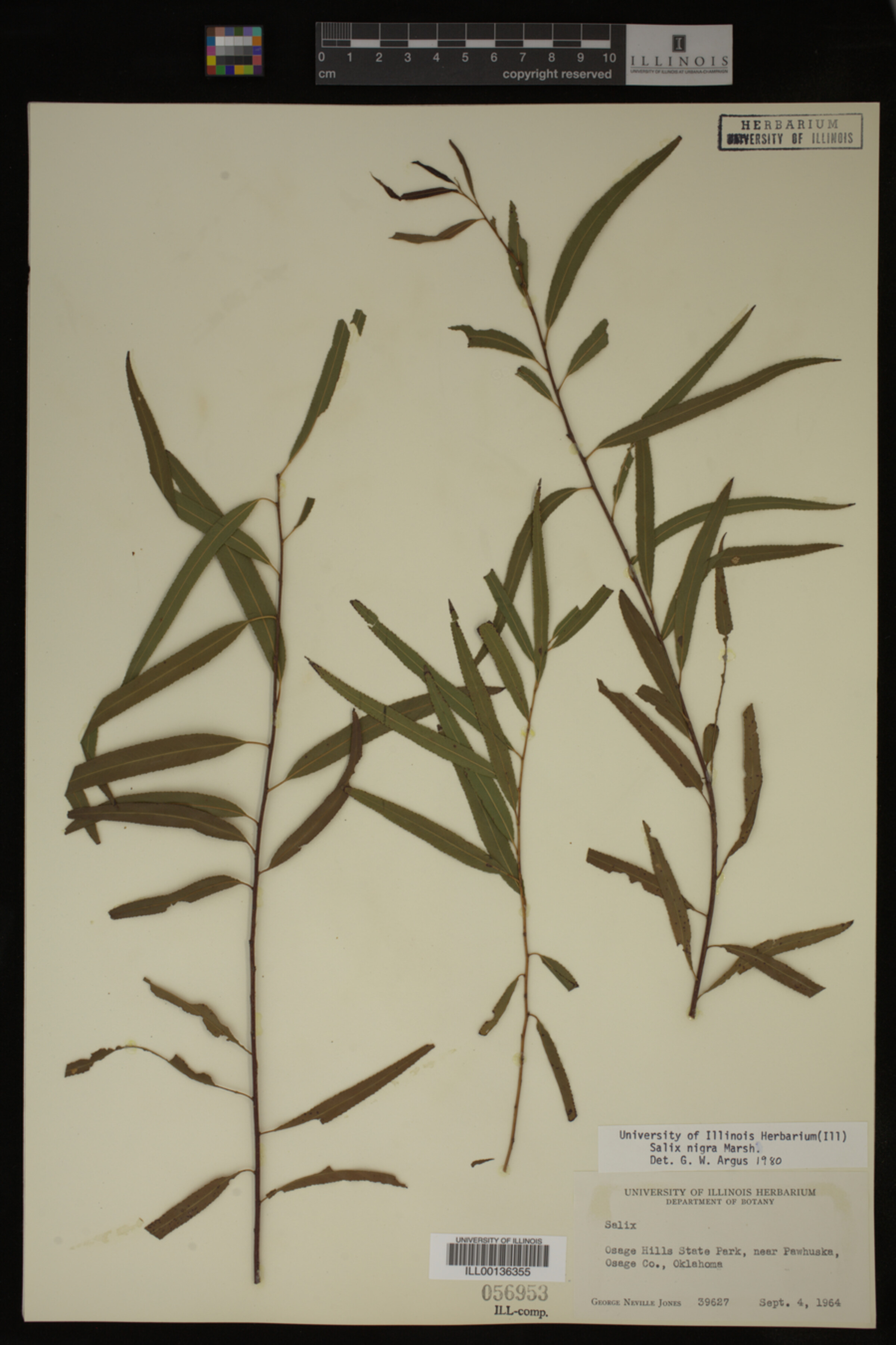 Salix nigra image