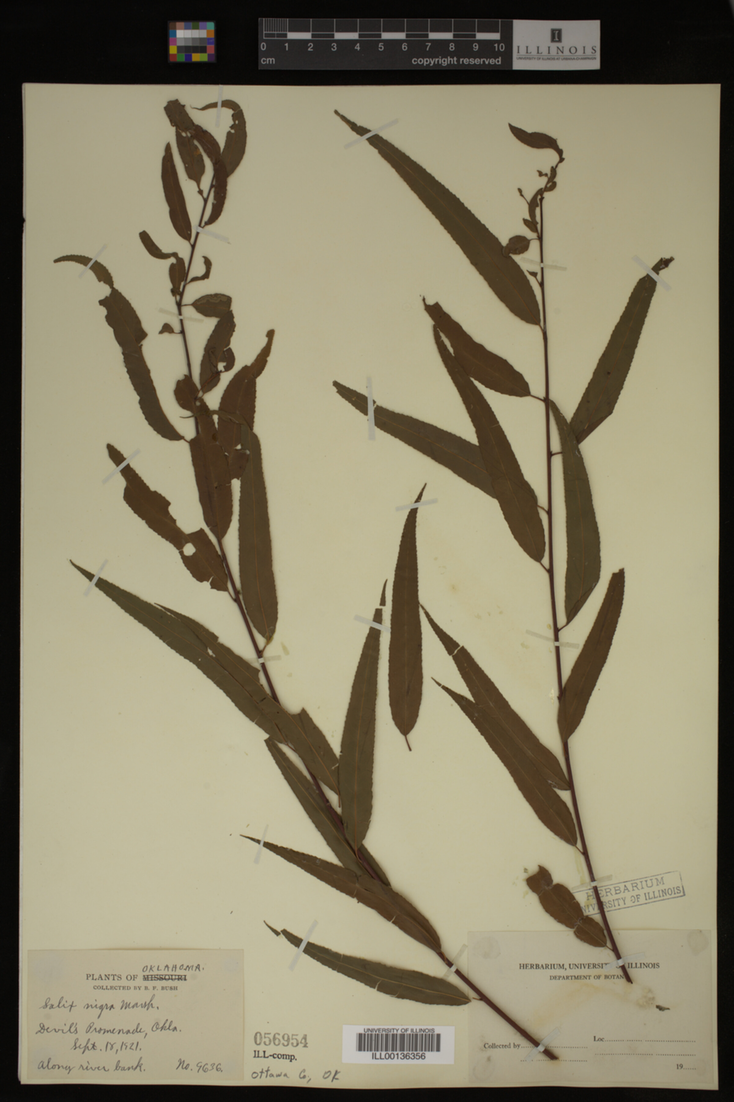 Salix nigra image