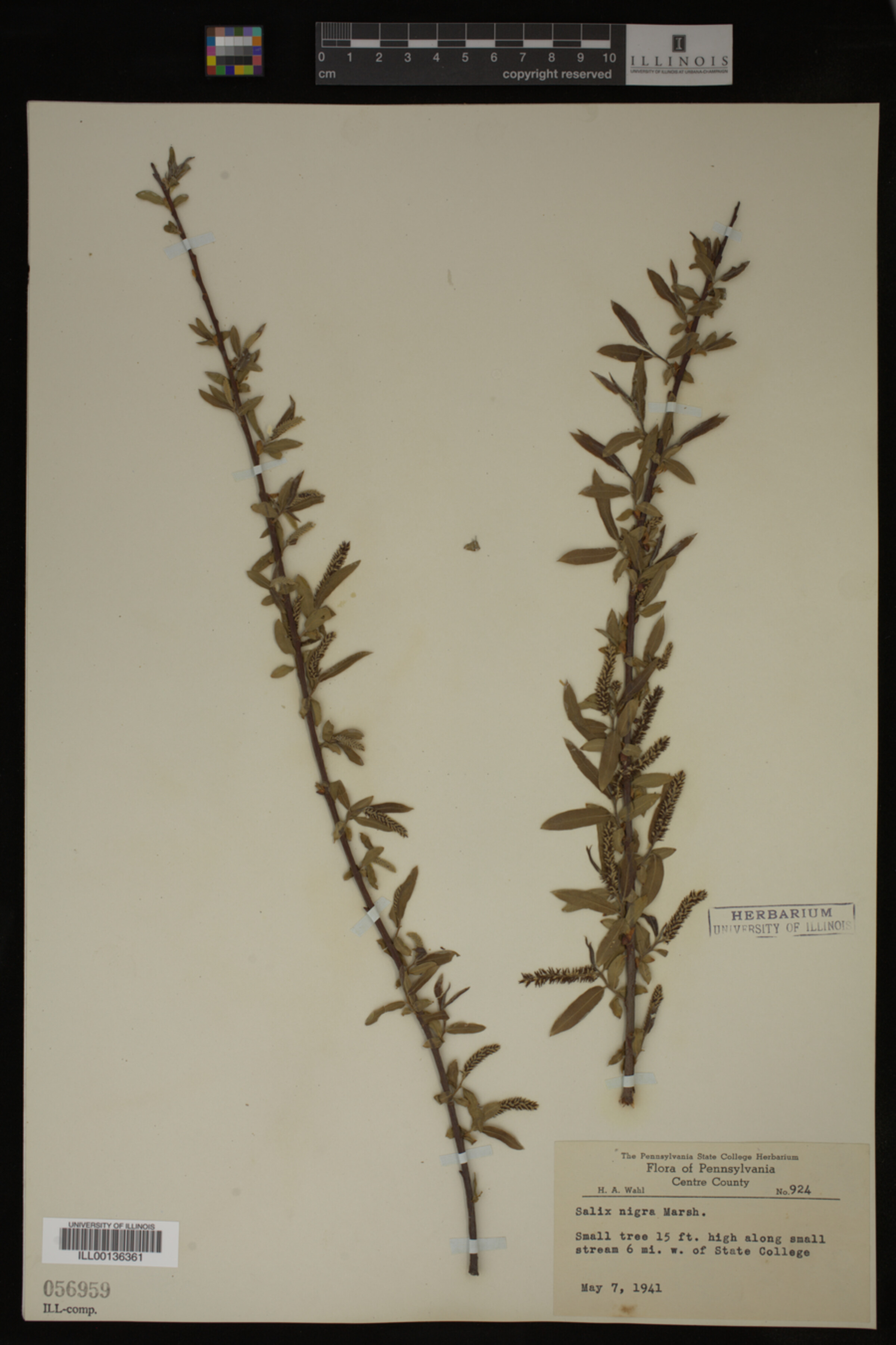 Salix nigra image