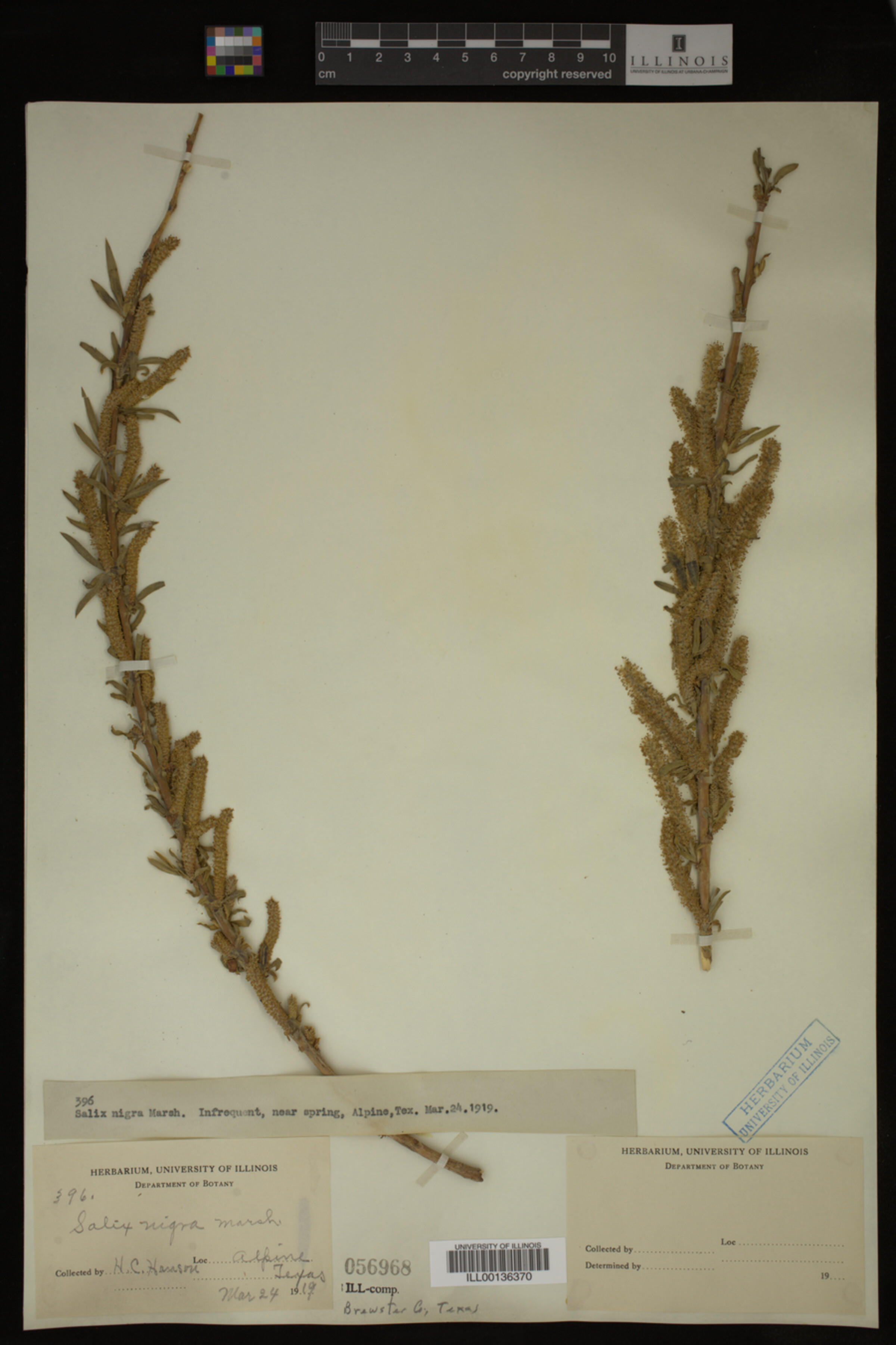 Salix nigra image