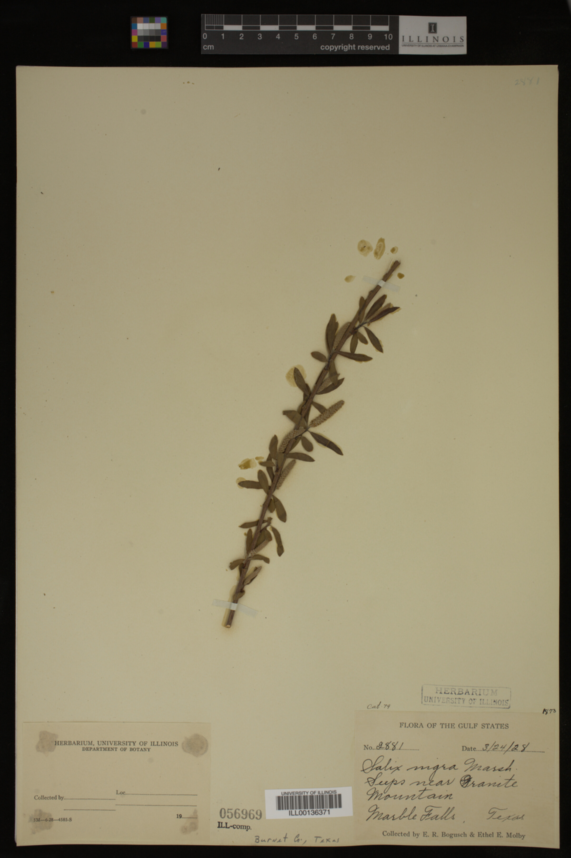 Salix nigra image