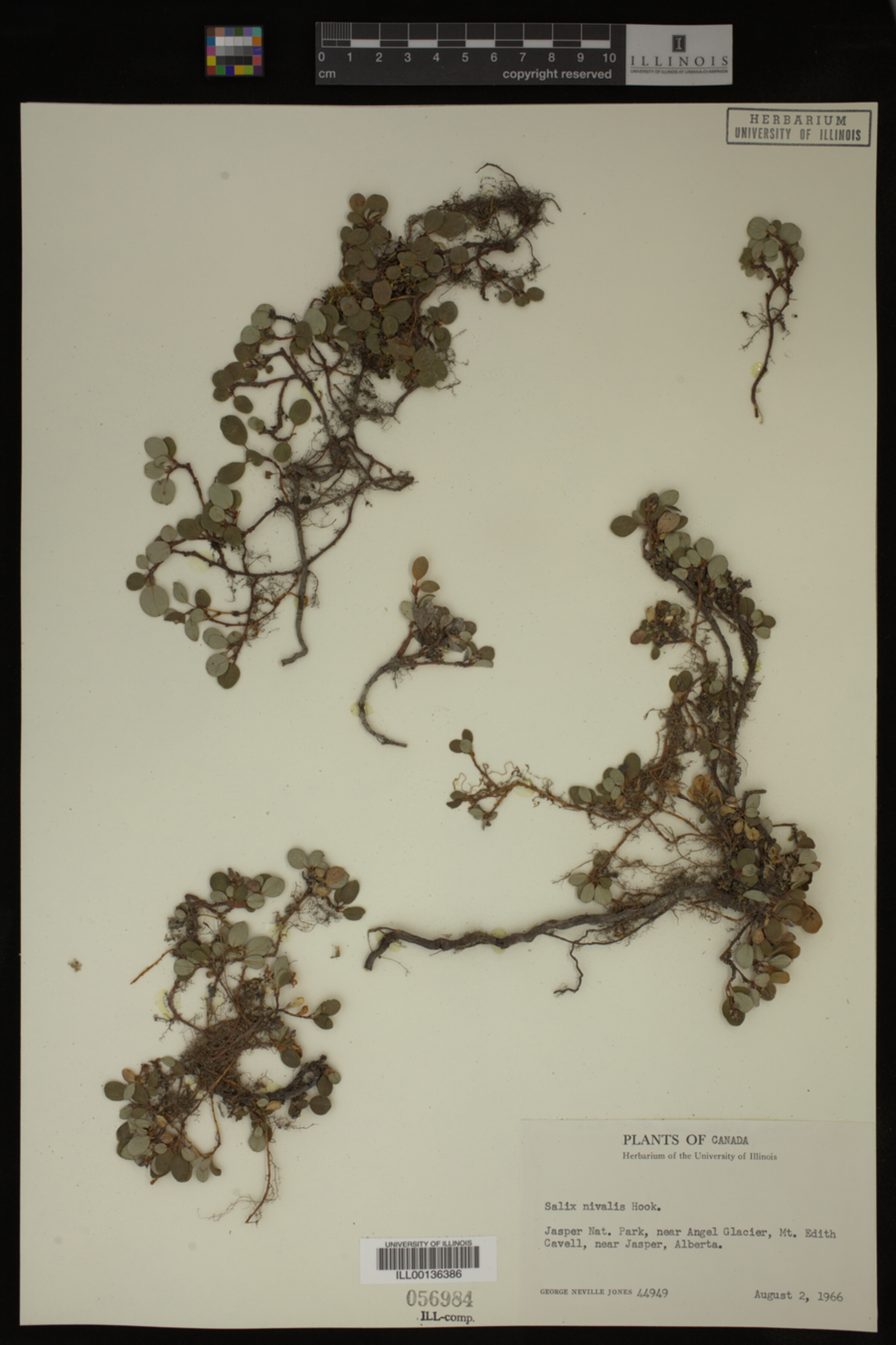 Salix nivalis image