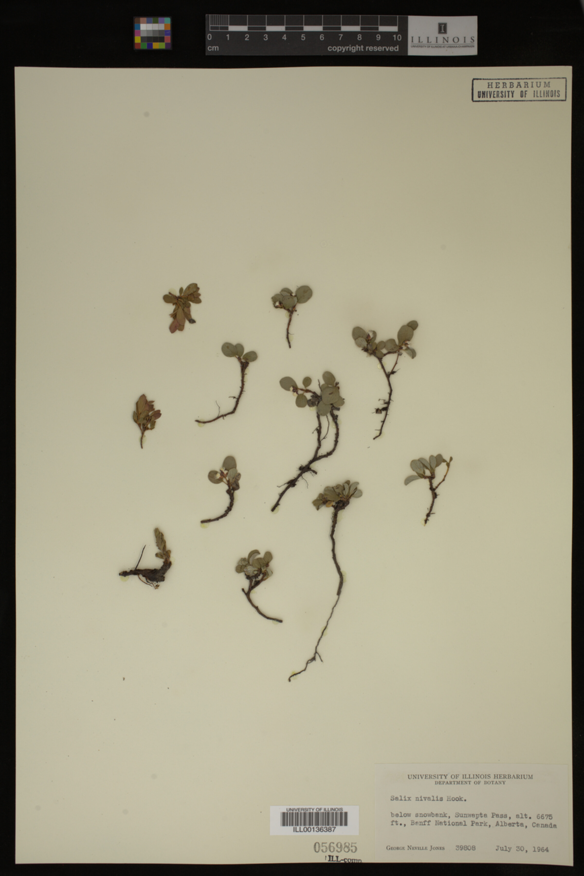 Salix nivalis image