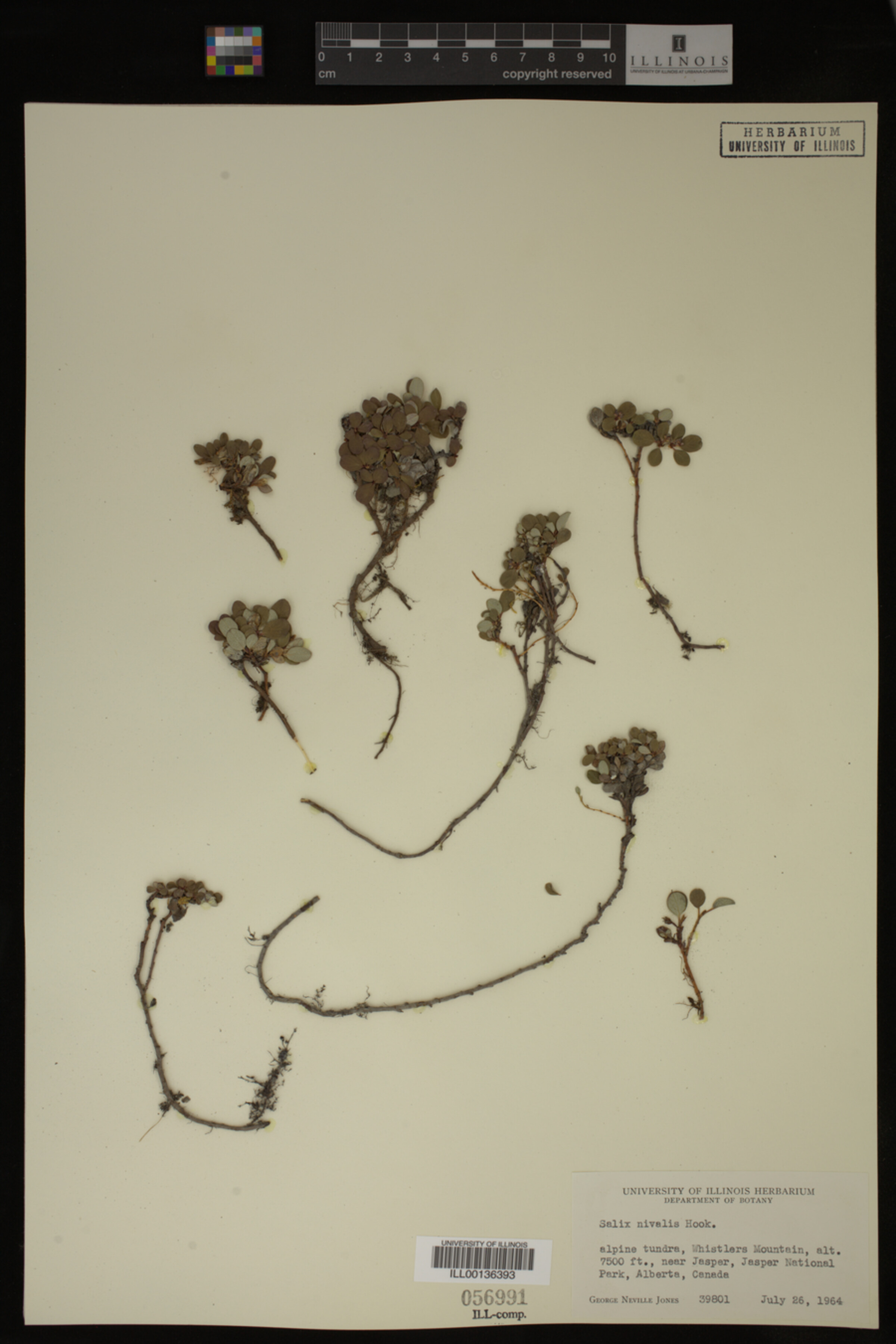 Salix nivalis image