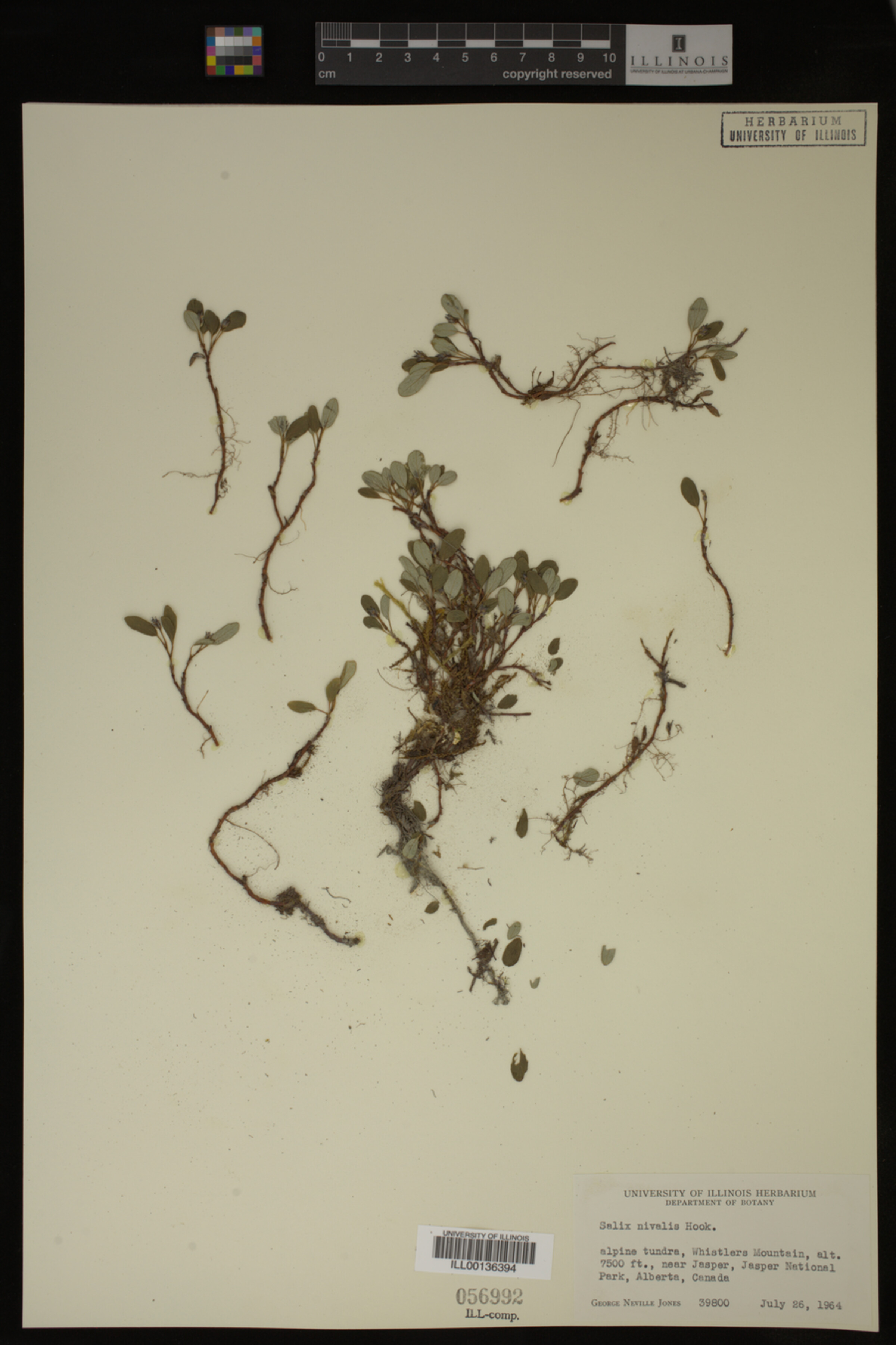 Salix nivalis image