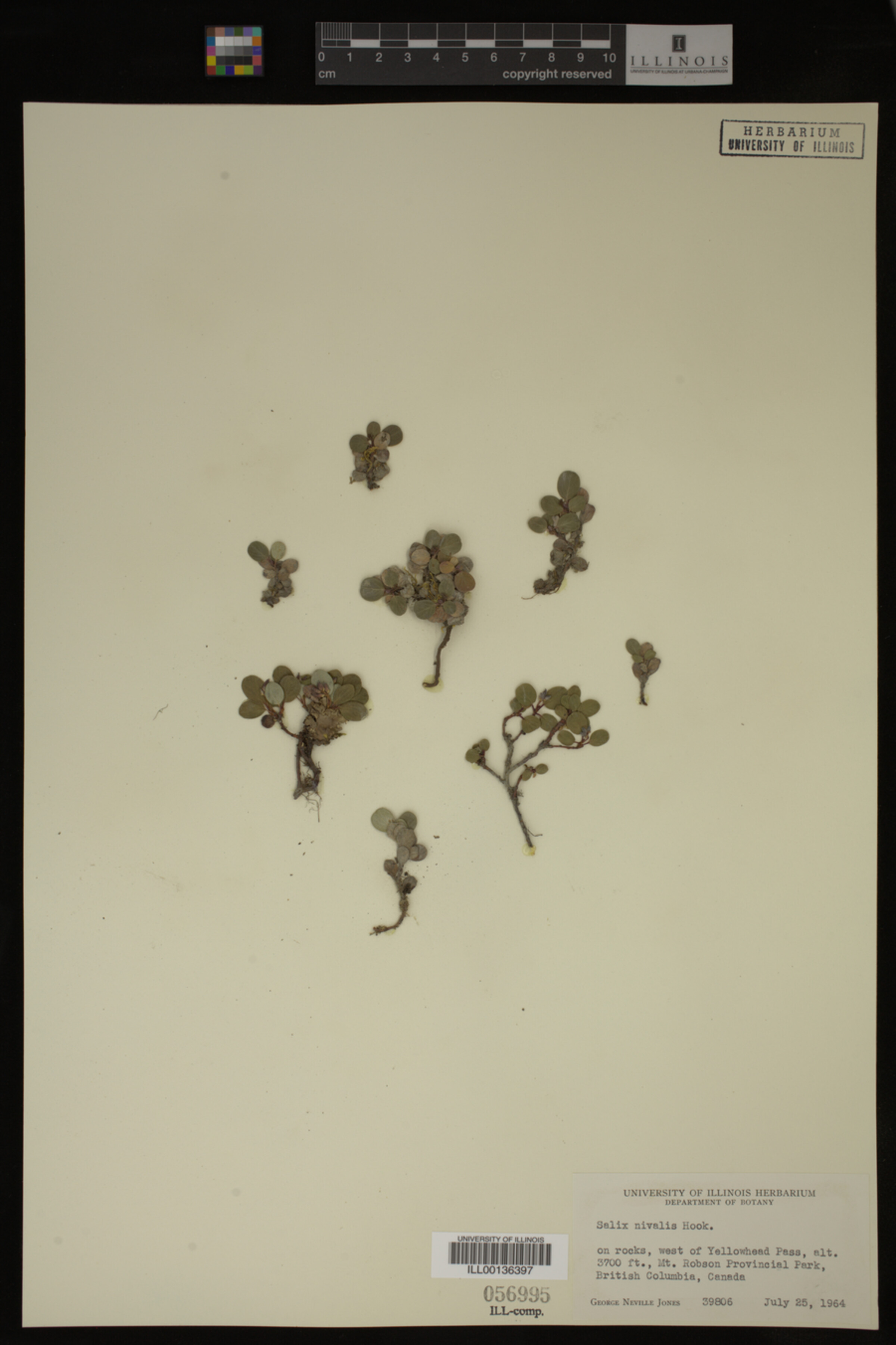 Salix nivalis image