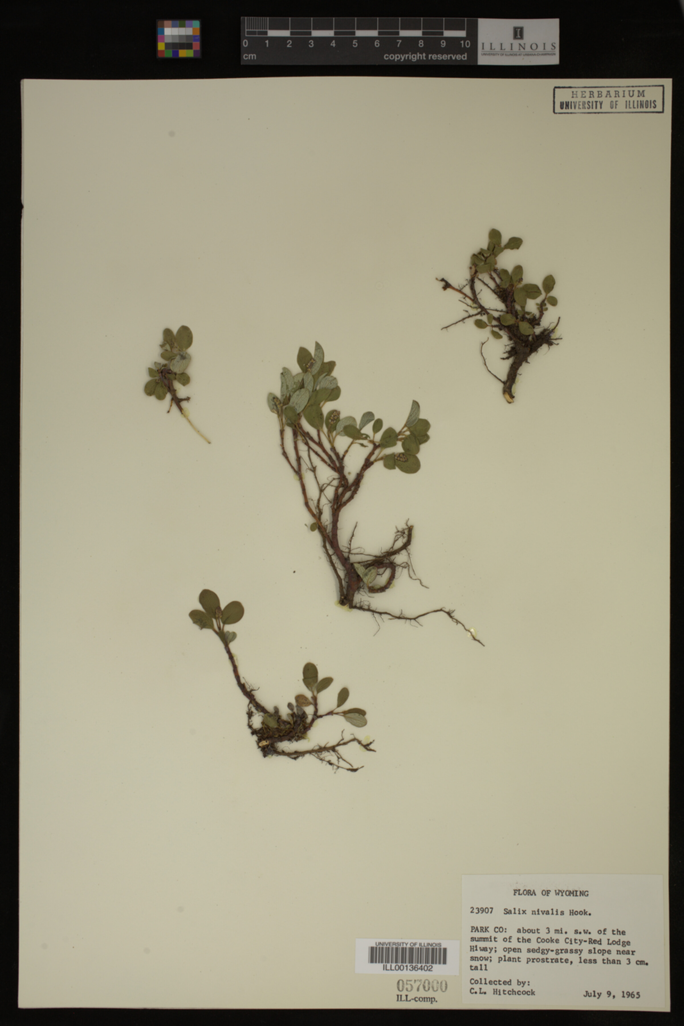 Salix nivalis image