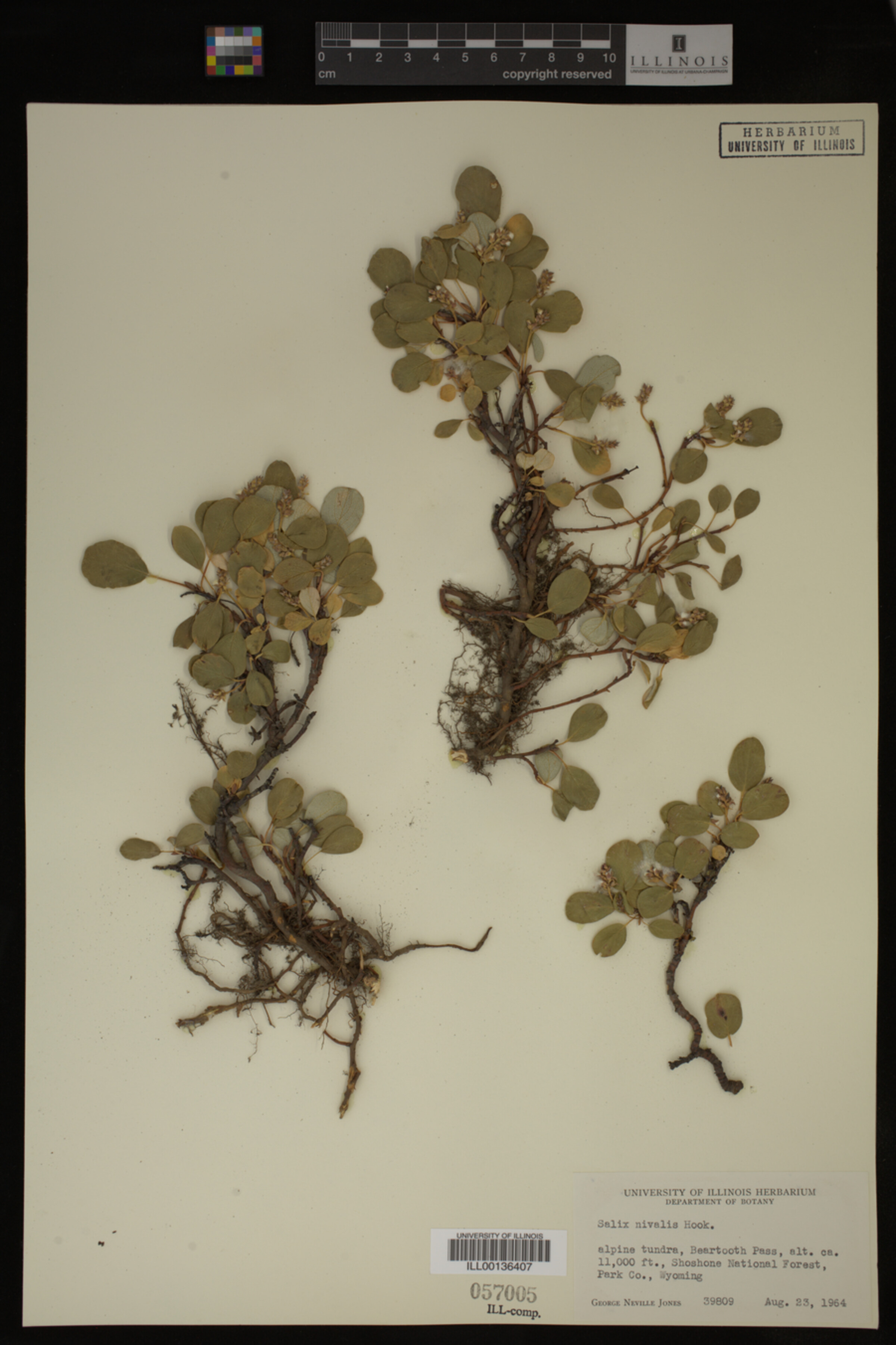 Salix nivalis image