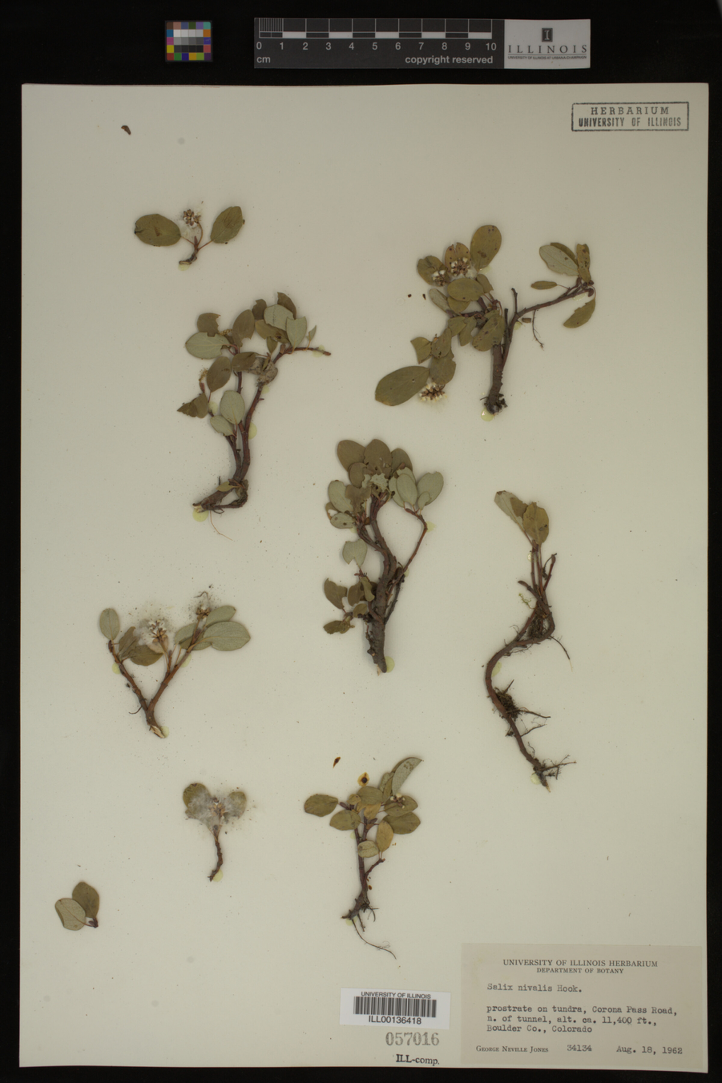 Salix nivalis image