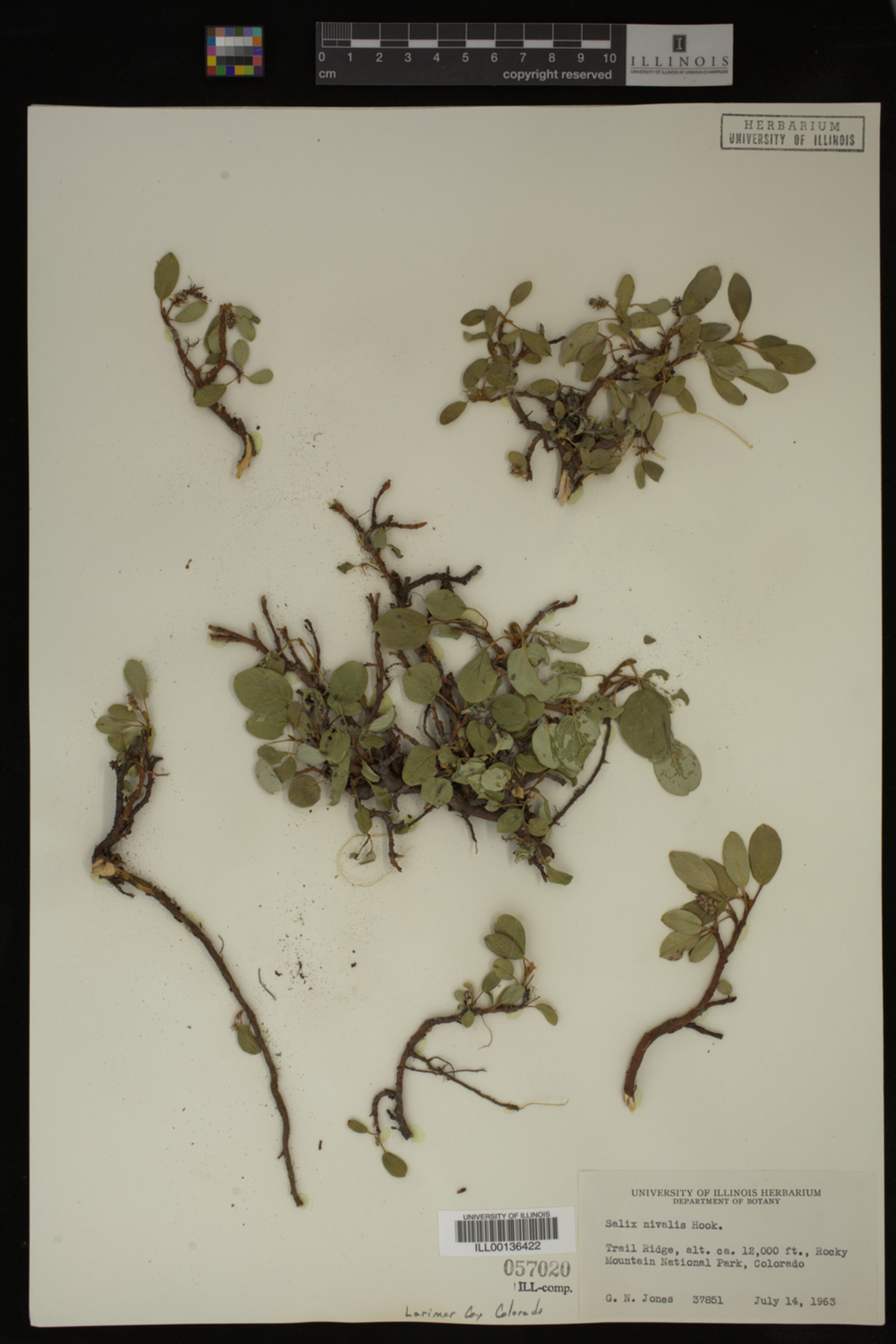 Salix nivalis image