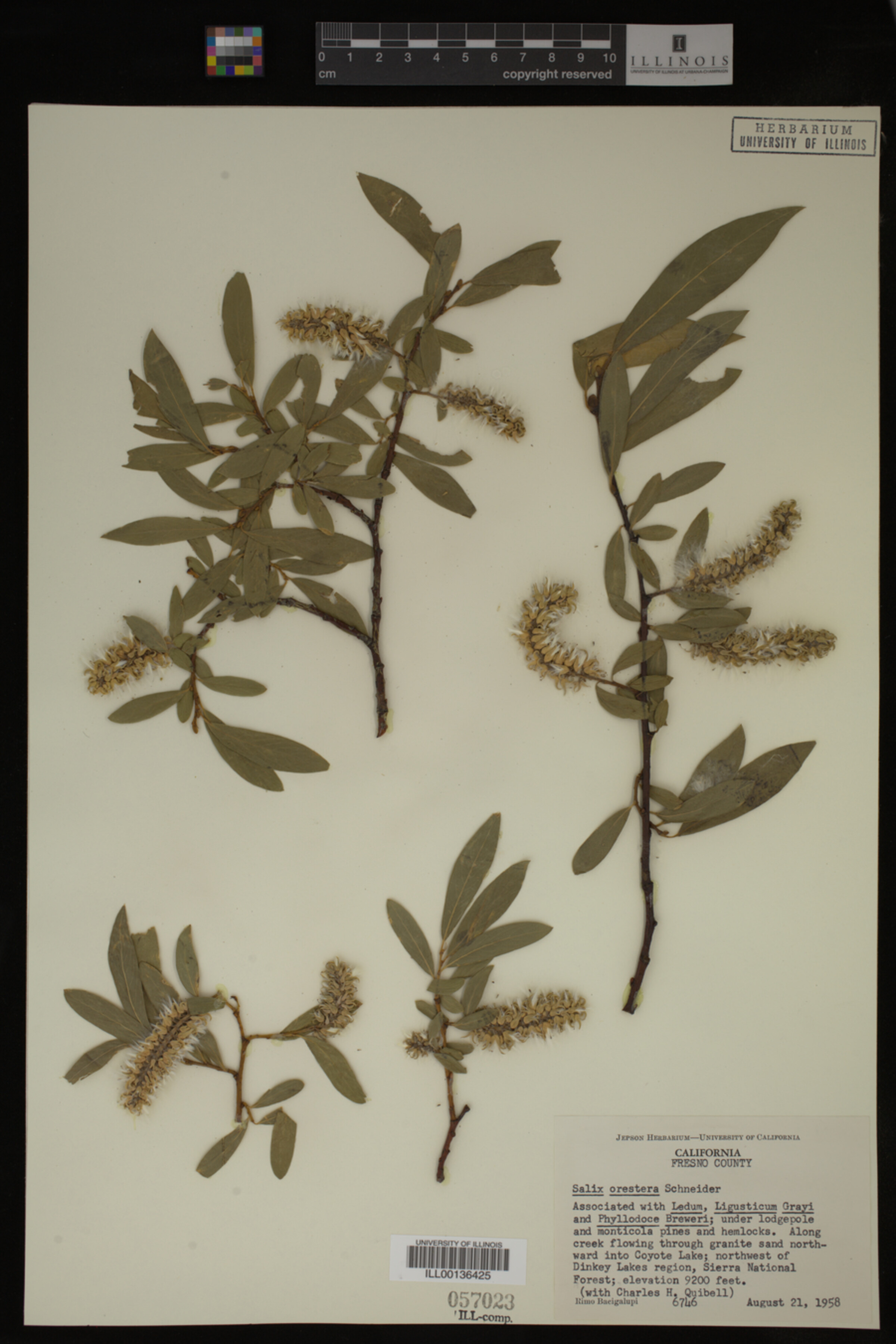 Salix orestera image
