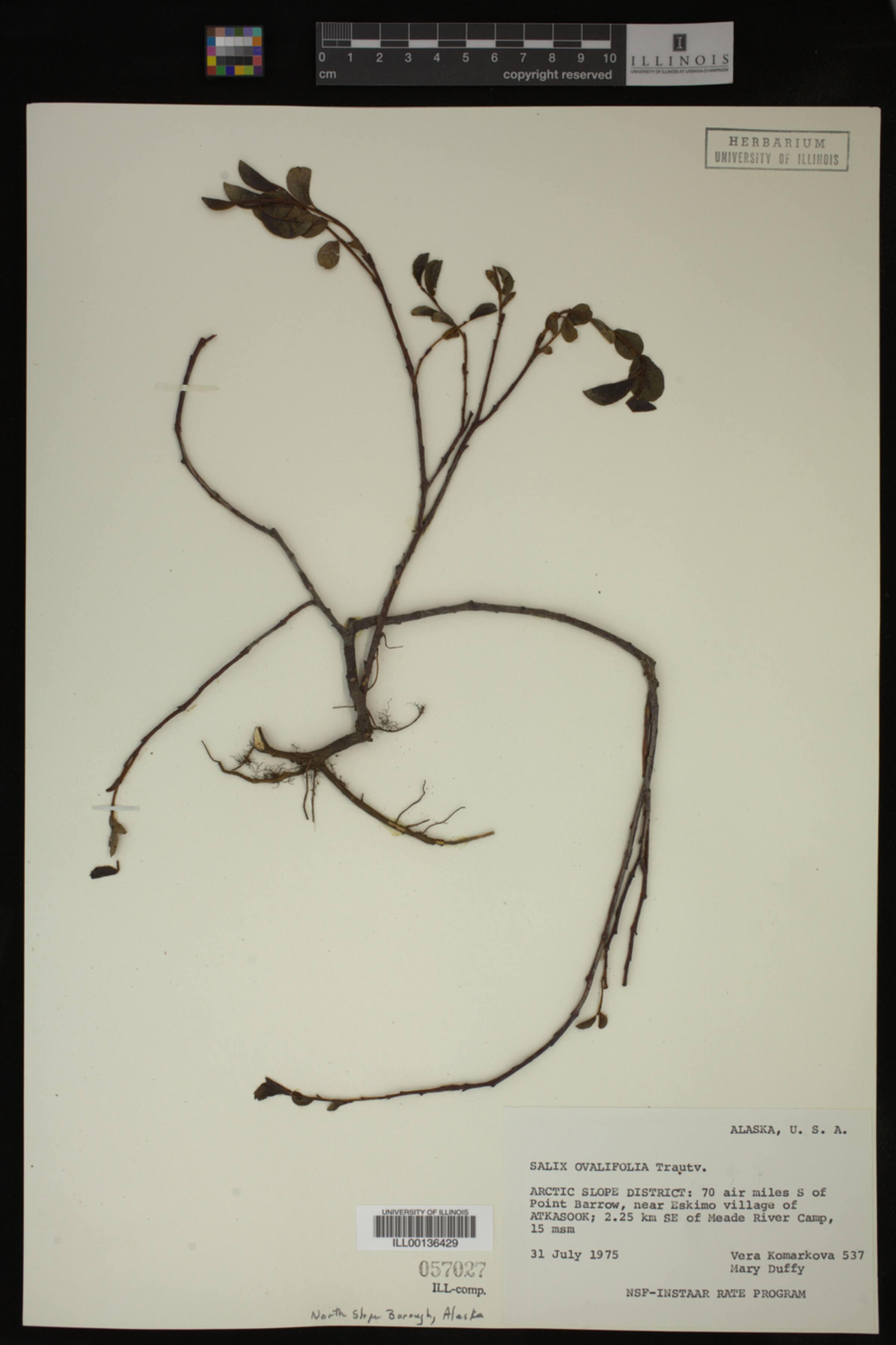 Salix ovalifolia image